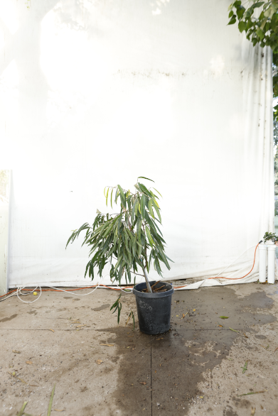 ficus-alii-oc23-4