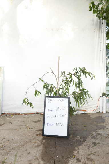 ficus-alii-oc24-1