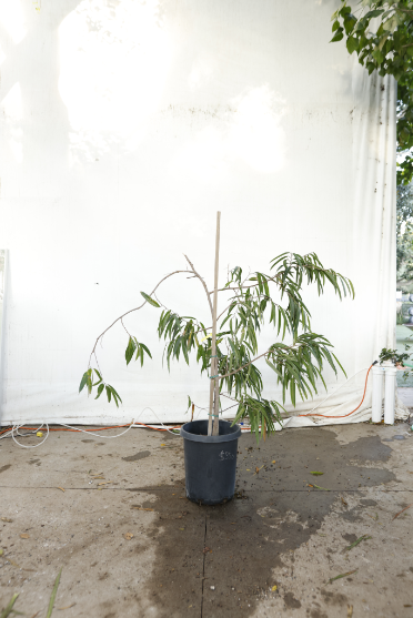 ficus-alii-oc24-2