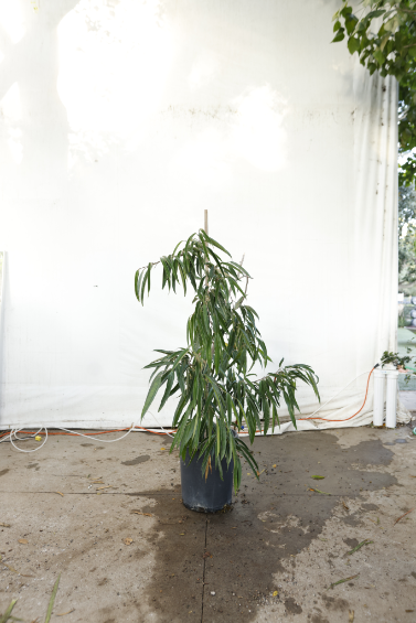 ficus-alii-oc24-3