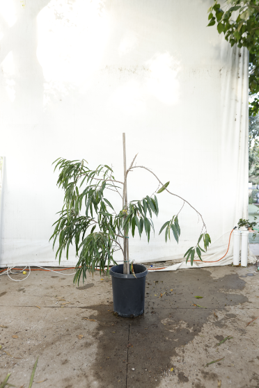 ficus-alii-oc24-4