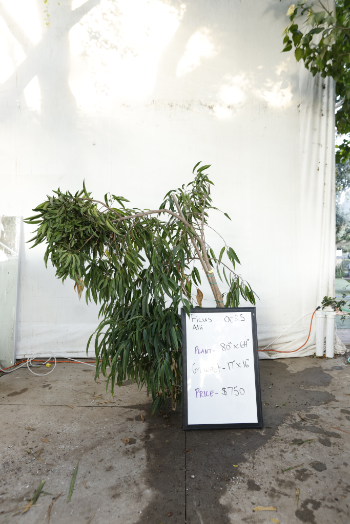 ficus-alii-oc25-1