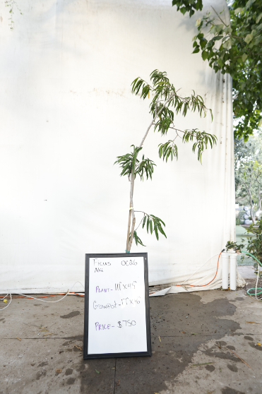 ficus-alii-oc27-1