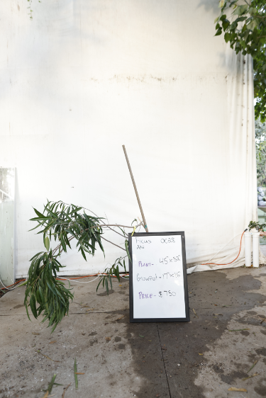 ficus-alii-oc28-1