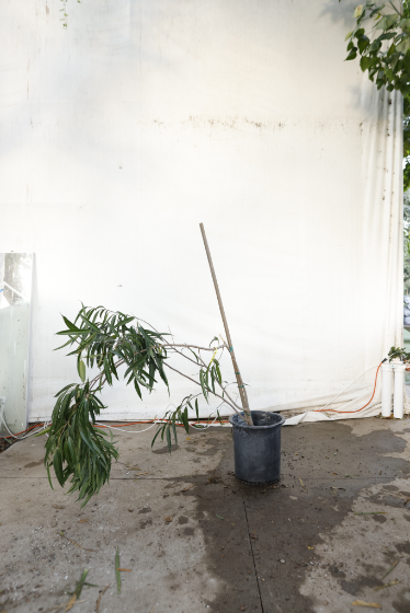 ficus-alii-oc28-2