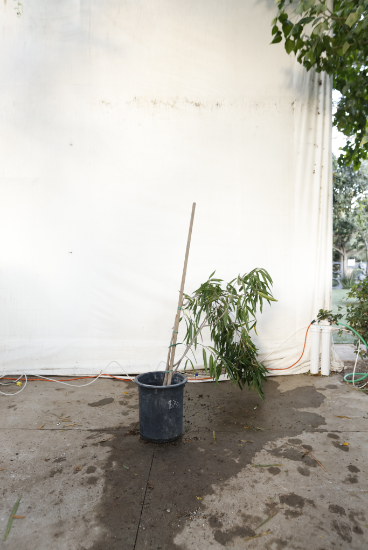 ficus-alii-oc28-3