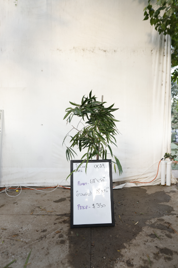 ficus-alii-oc29-1