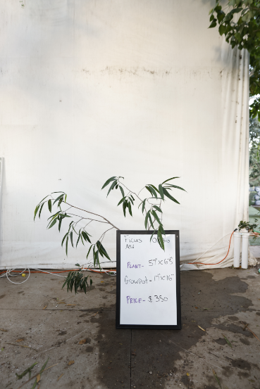 ficus-alii-oc30-1