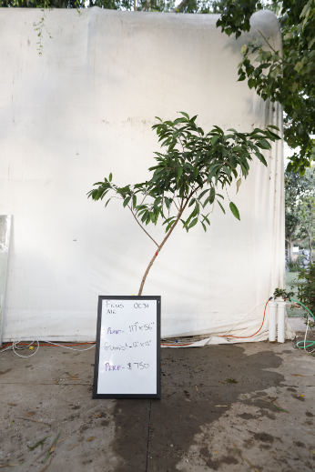 ficus-alii-oc31-1