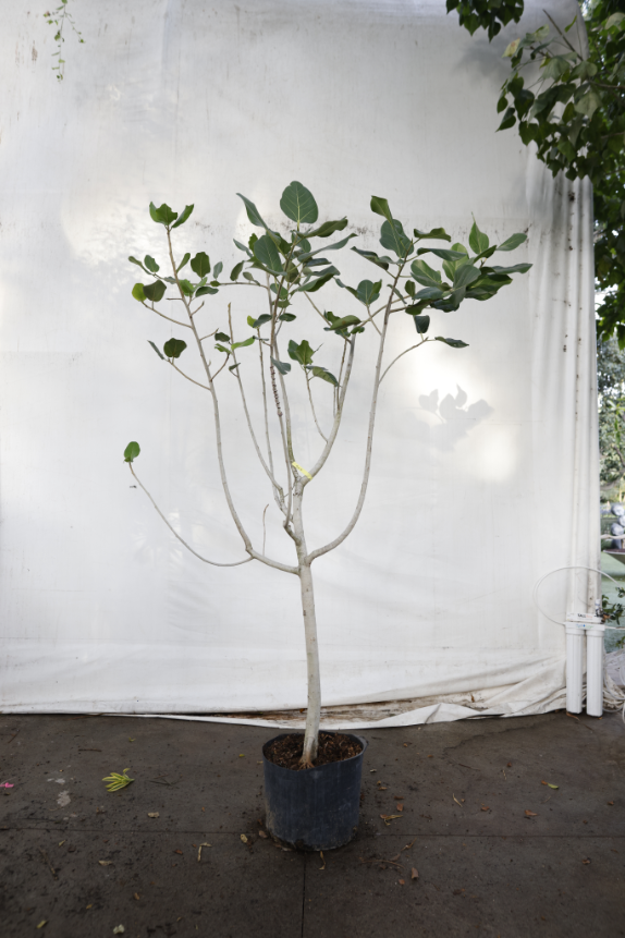 ficus-audrey-oc1-2