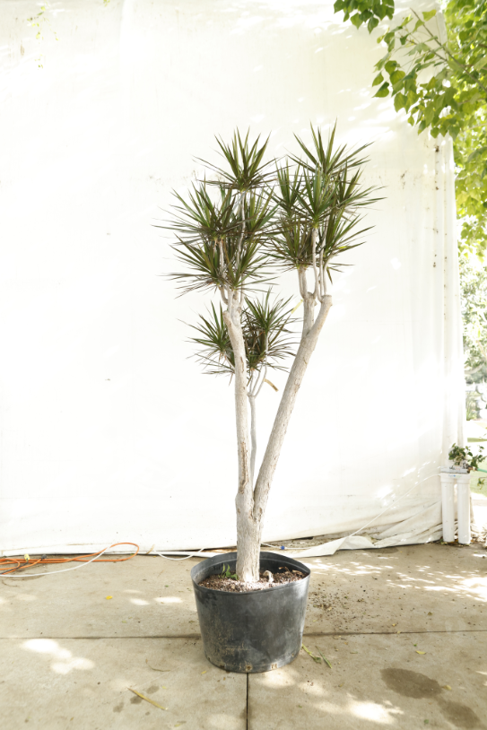 draceana-marginata-oc9-2