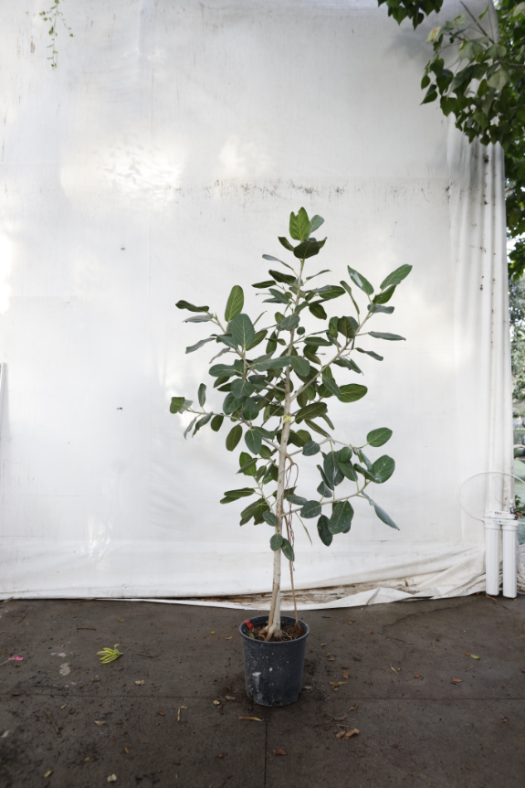 ficus-audrey-oc10-2