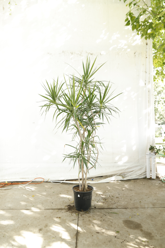 draceana-marginata-oc15-3