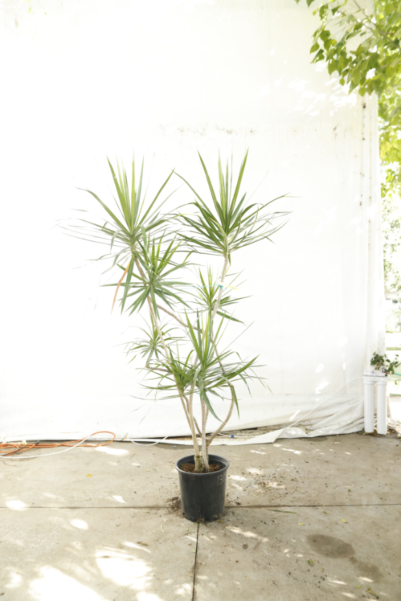 draceana-marginata-oc17-3