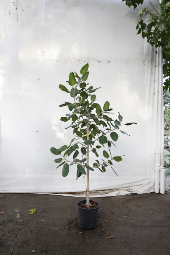 ficus-audrey-oc10-3
