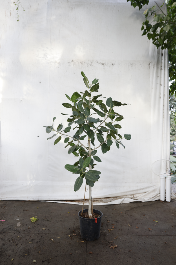 ficus-audrey-oc10-4