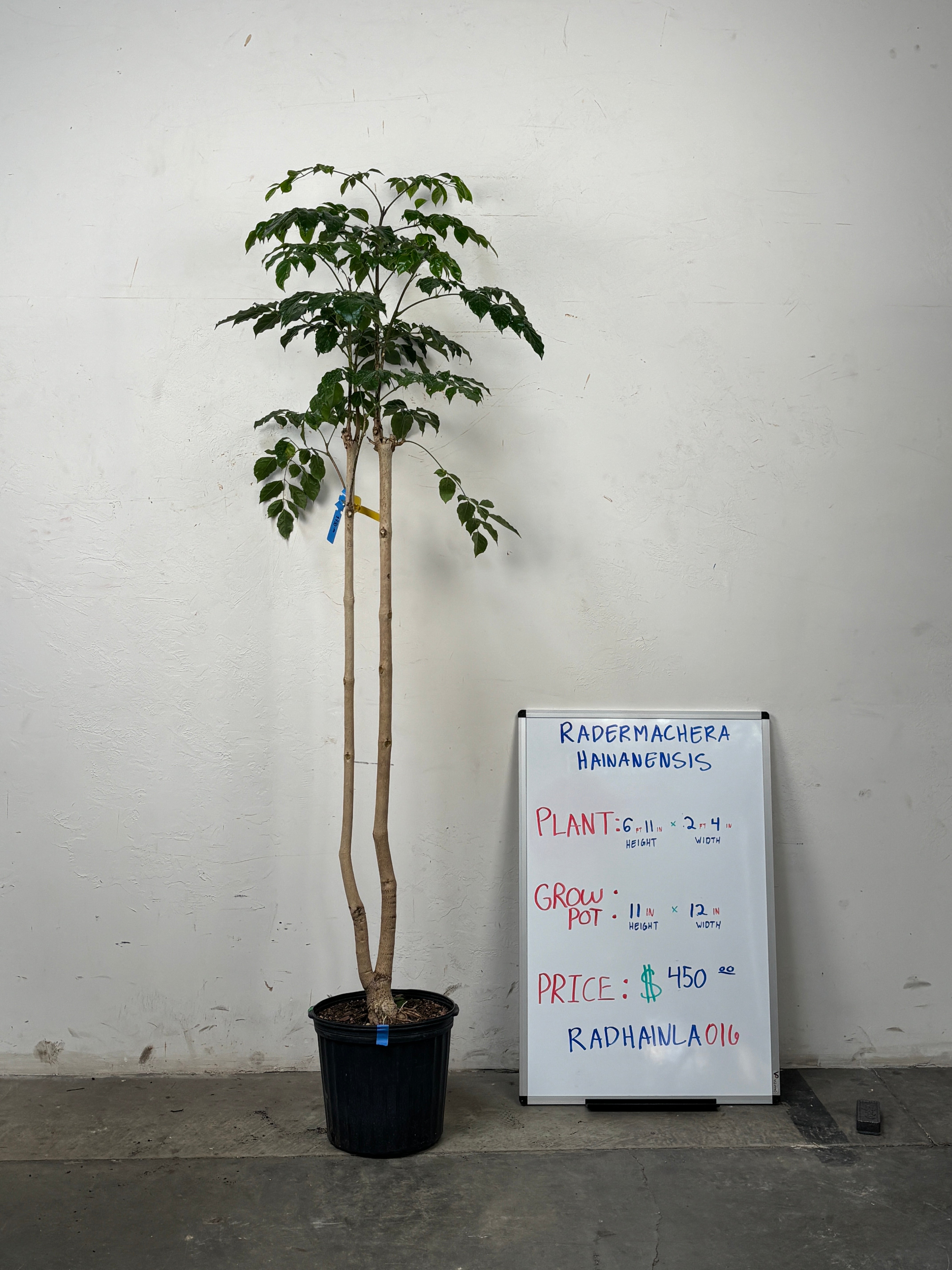 Radermachera Hainanensis RADHAINLA0I6
