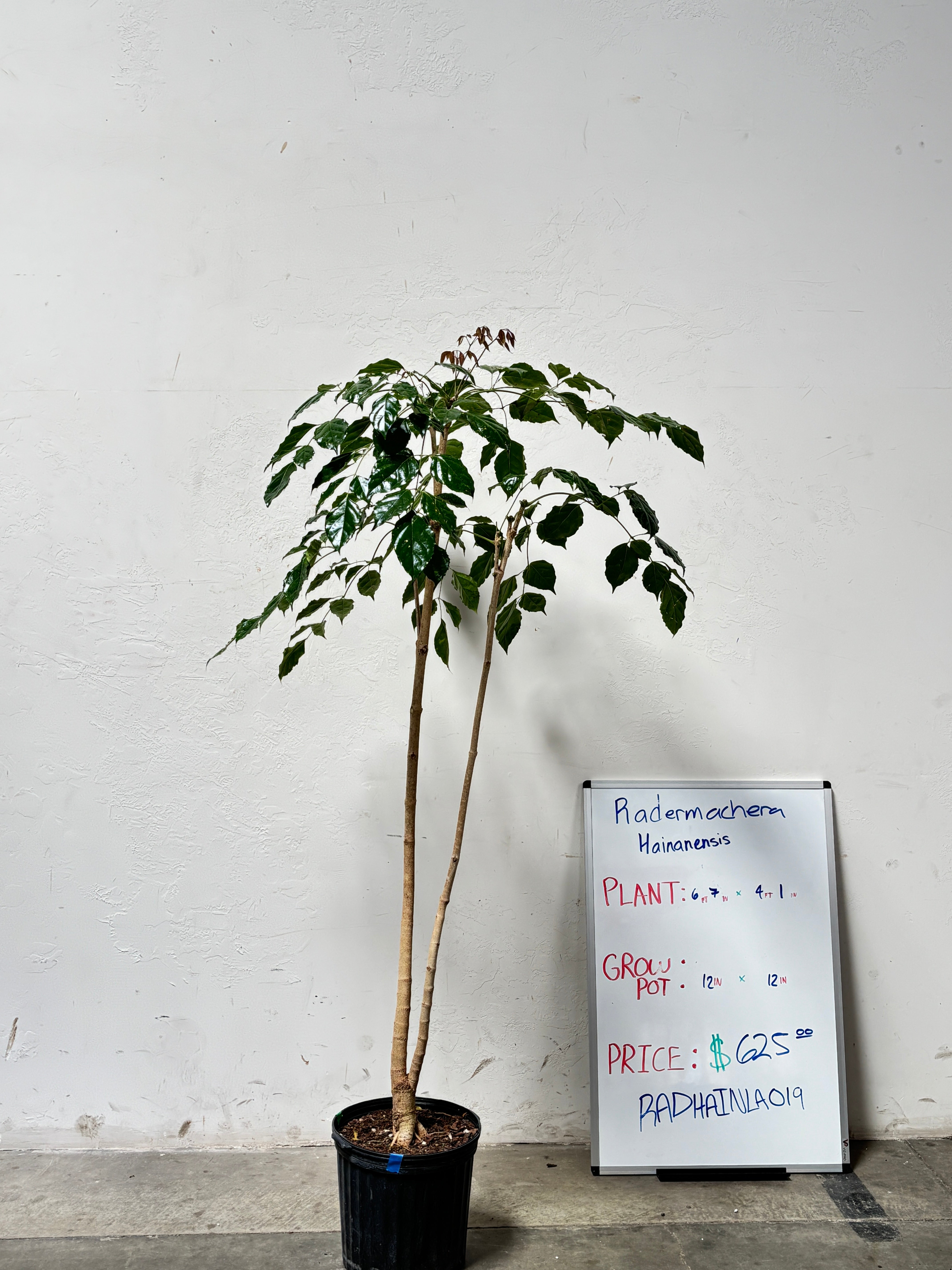 Radermachera Hainanensis RADHAINLA0I9