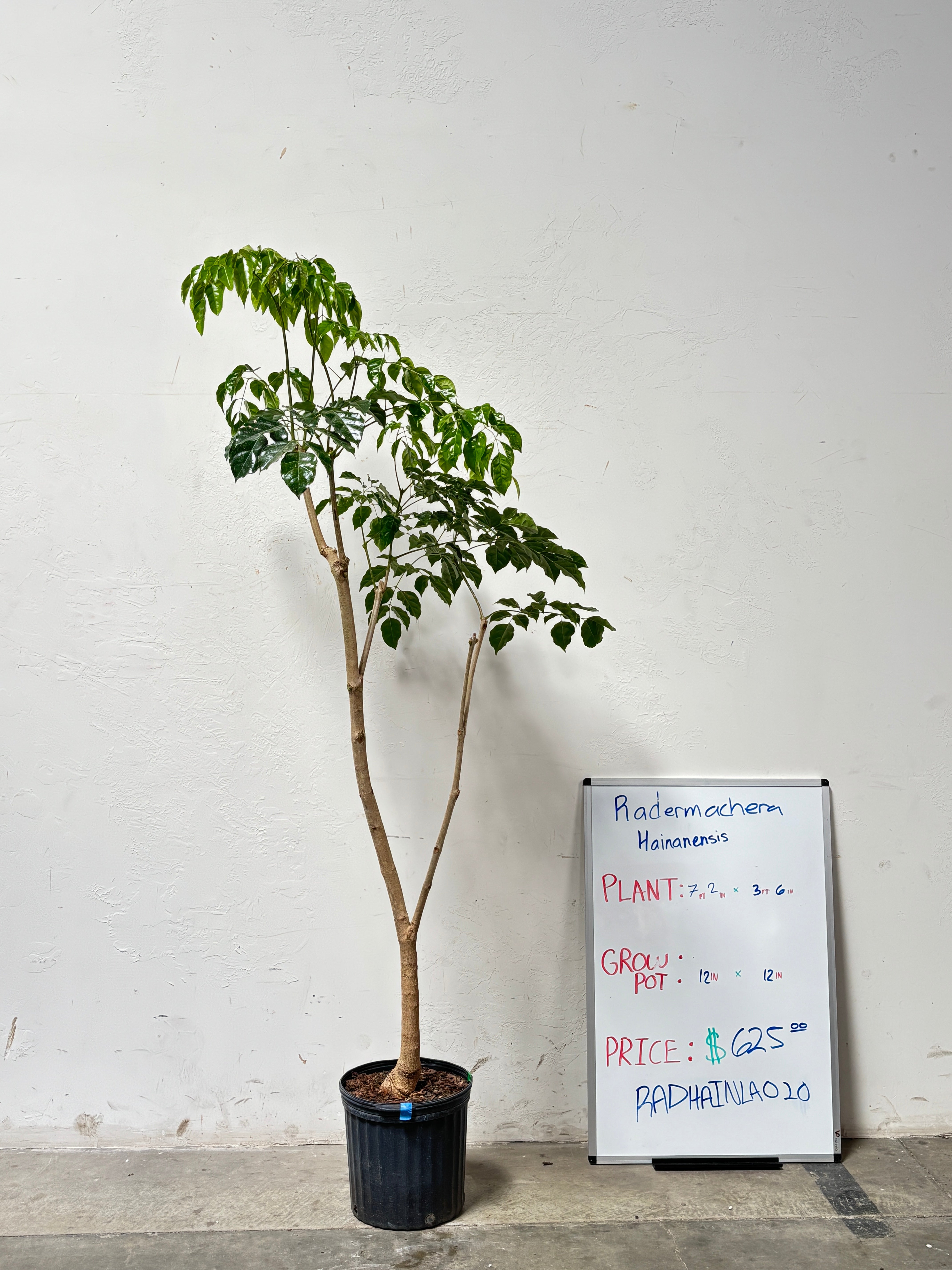 Radermachera Hainanensis RADHAINLA020