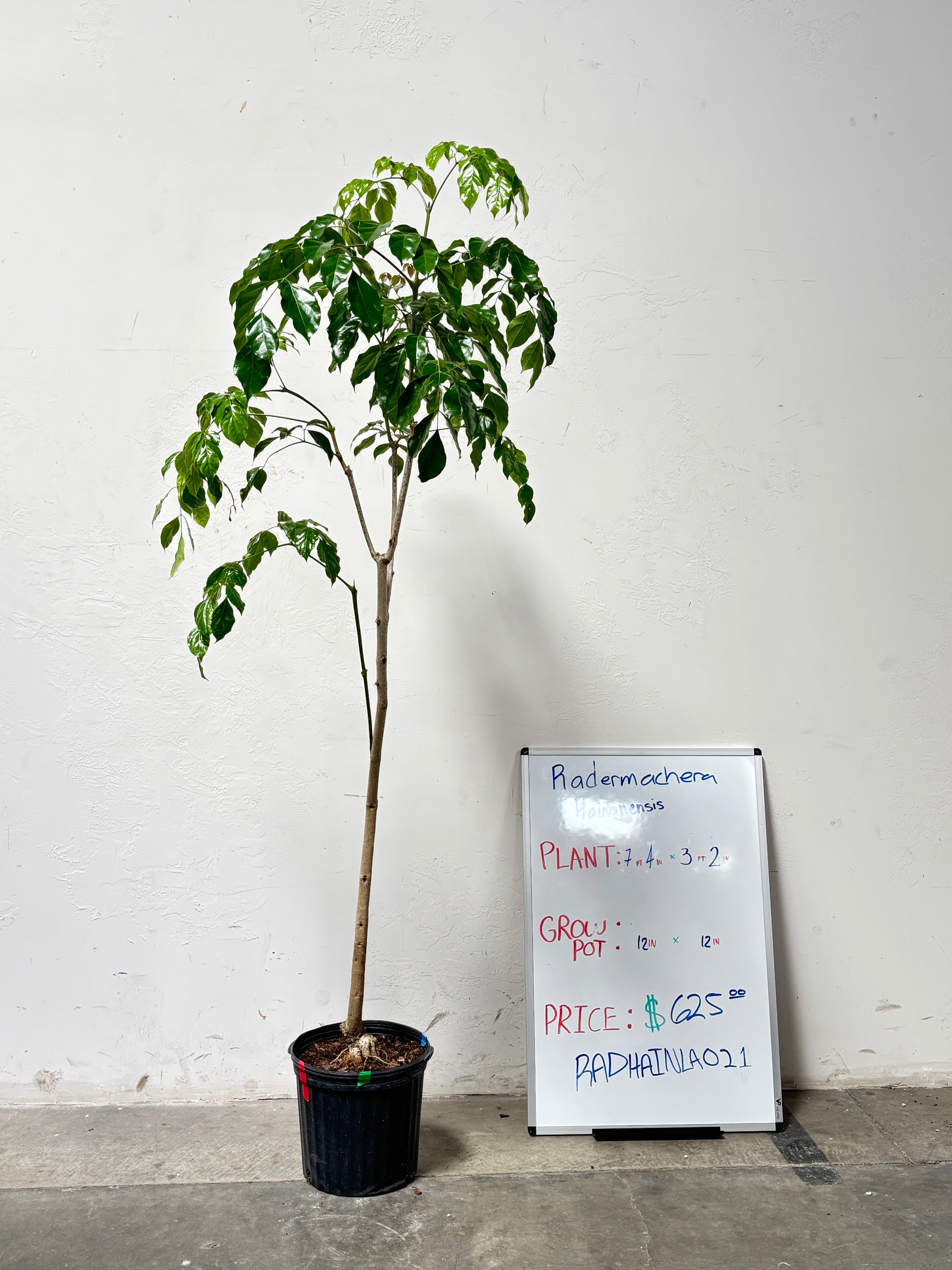Radermachera Hainanensis RADHAINLA021