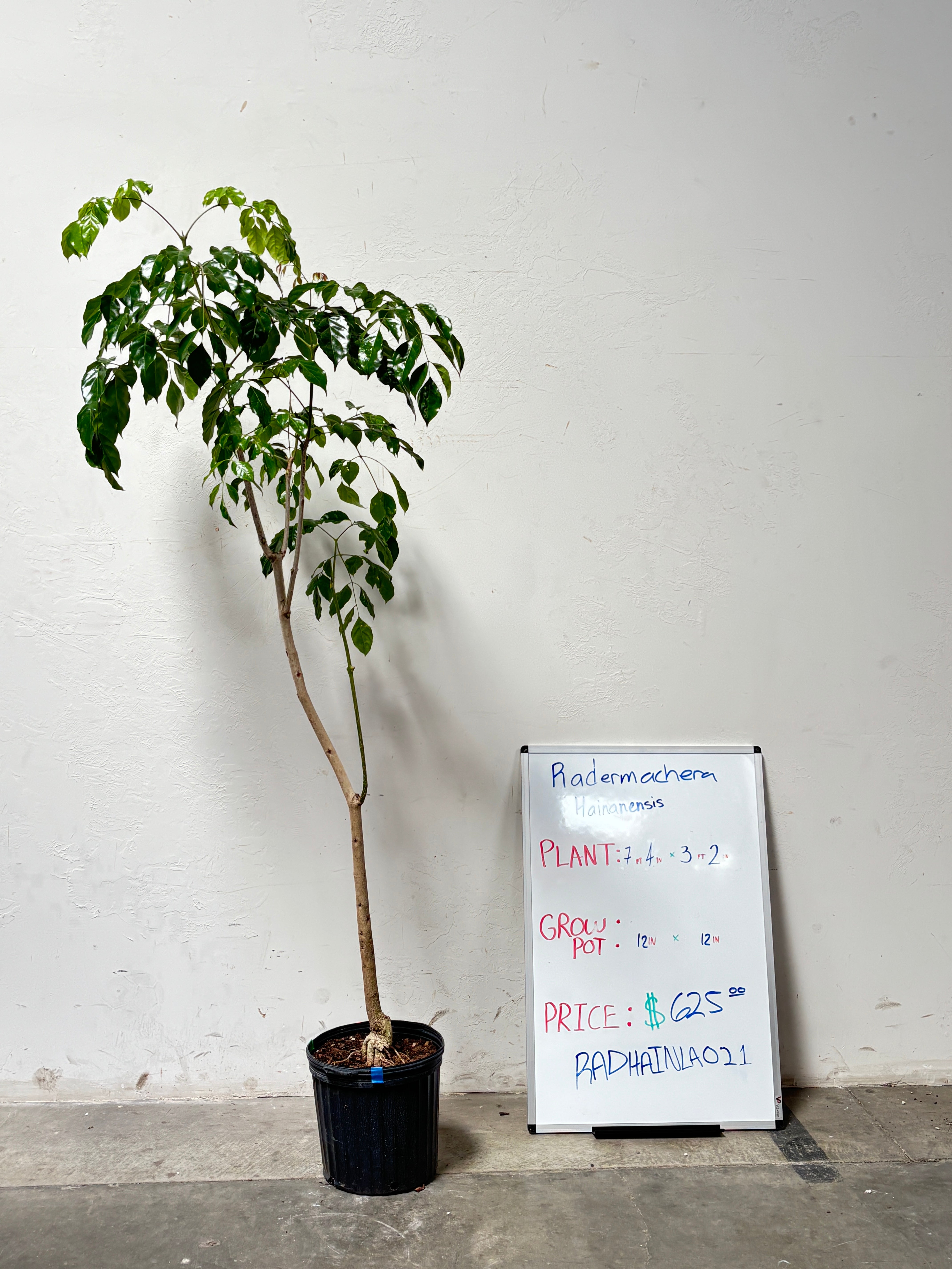 Radermachera Hainanensis RADHAINLA021