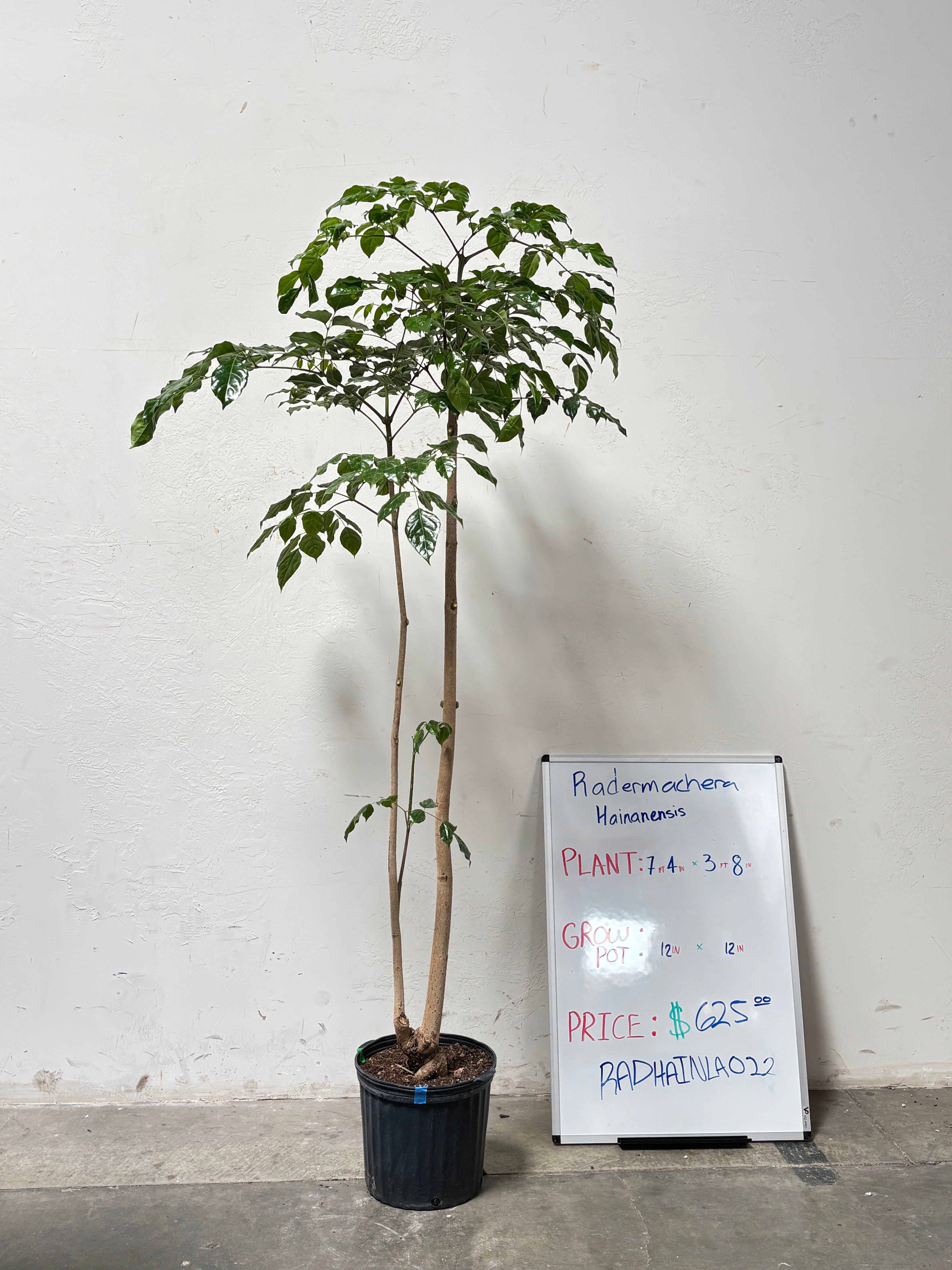 Radermachera Hainanensis RADHAINLA022