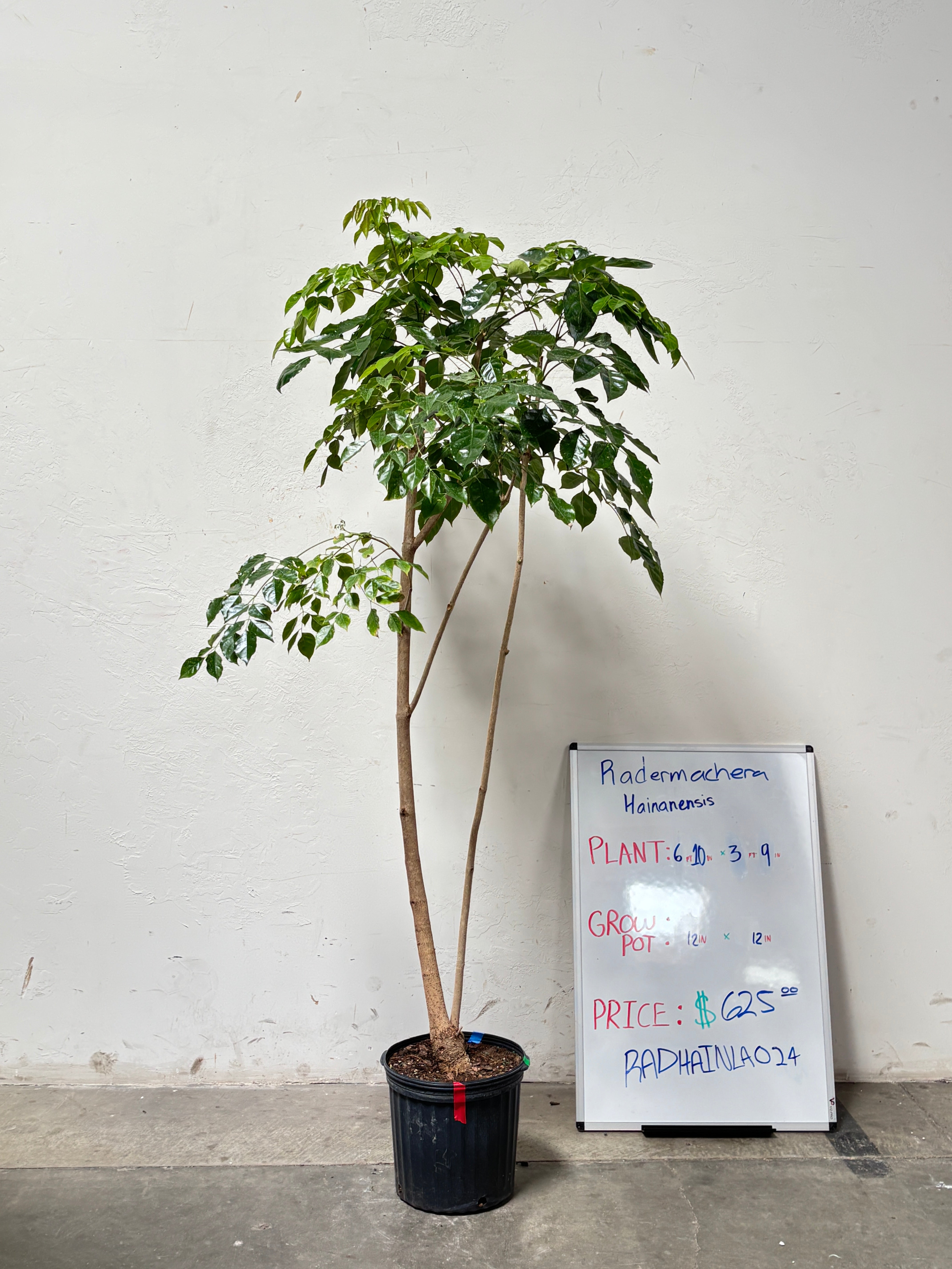 Radermachera Hainanensis RADHAINLA024