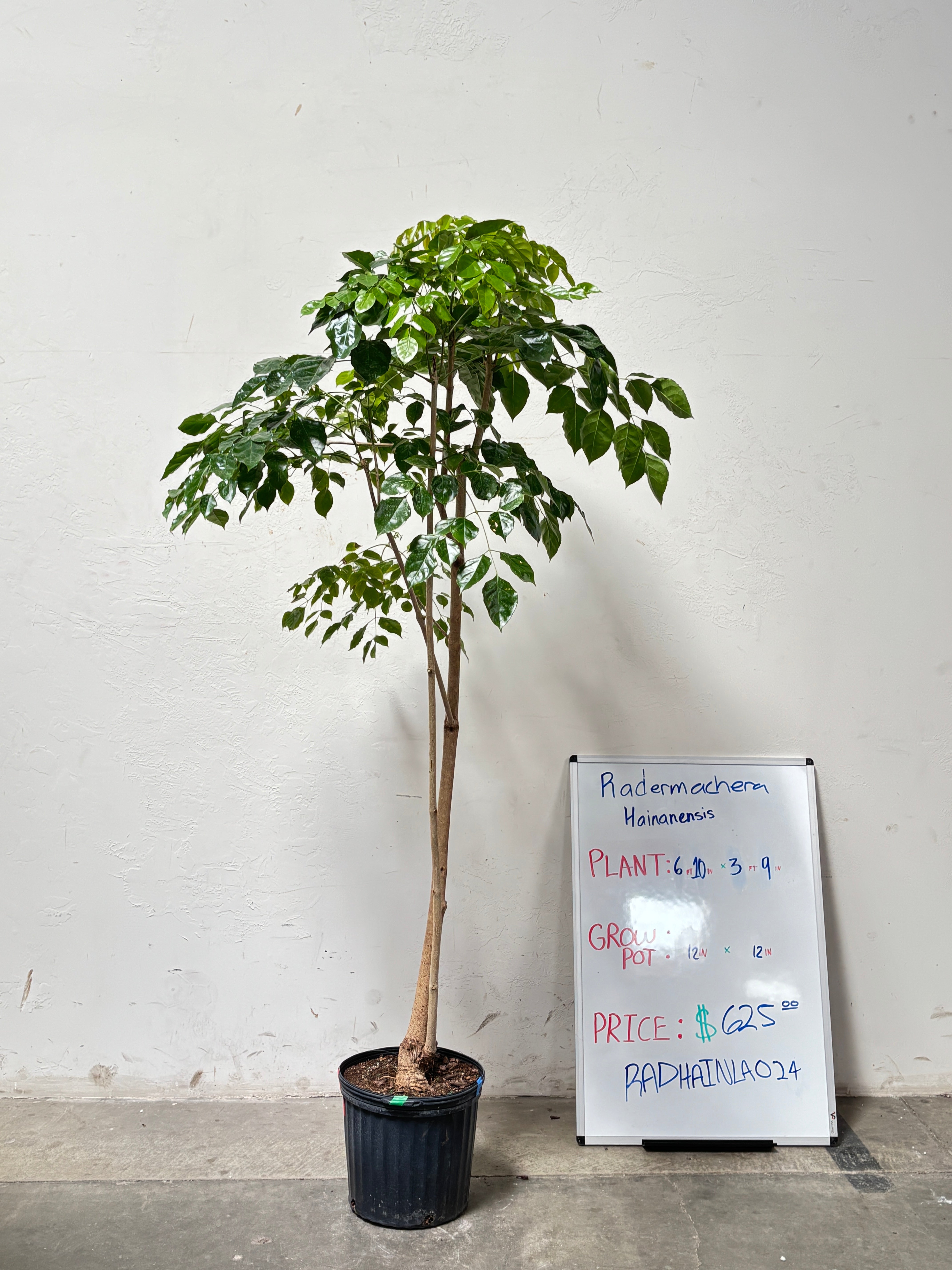 Radermachera Hainanensis RADHAINLA024