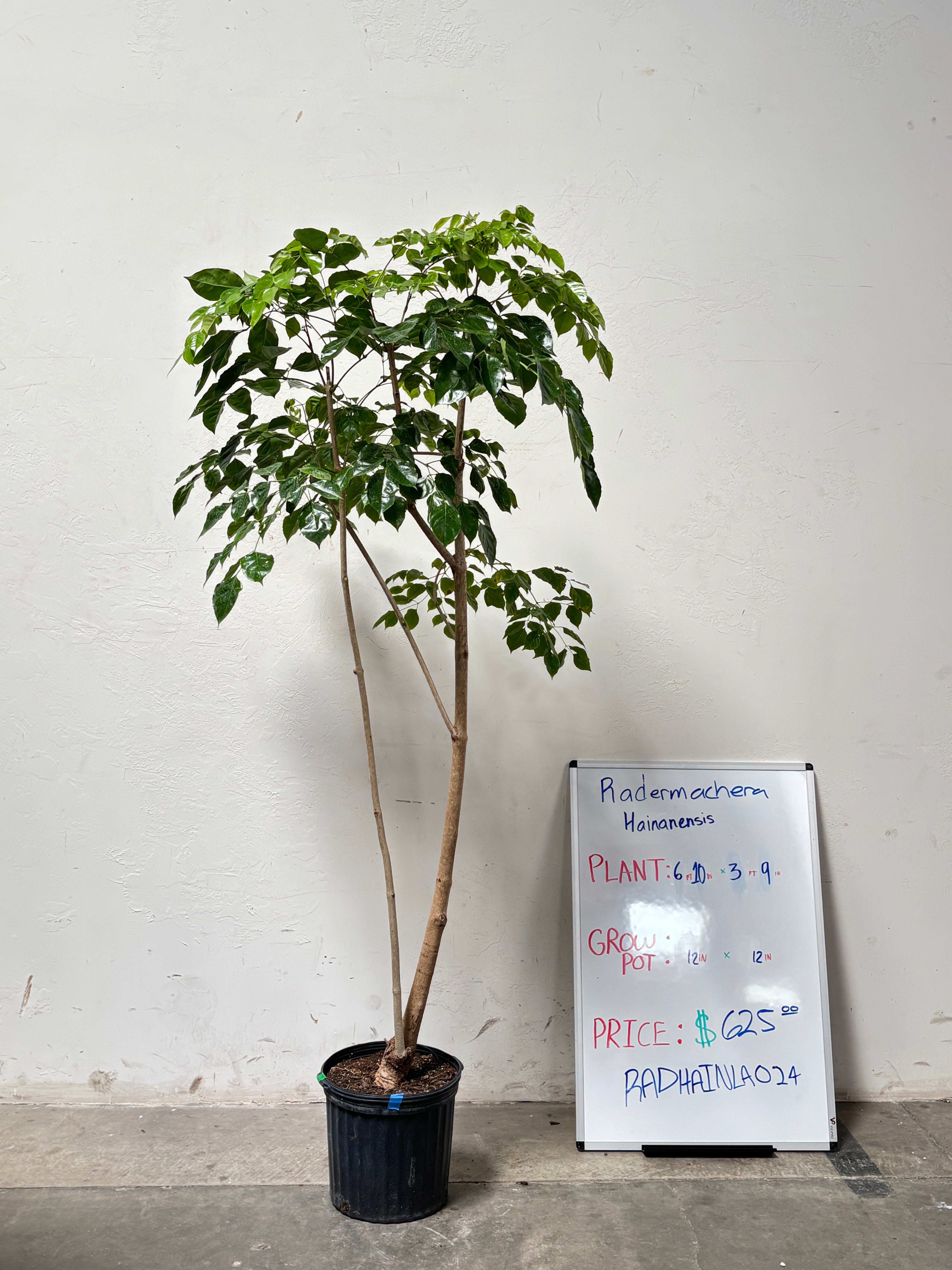 Radermachera Hainanensis RADHAINLA024