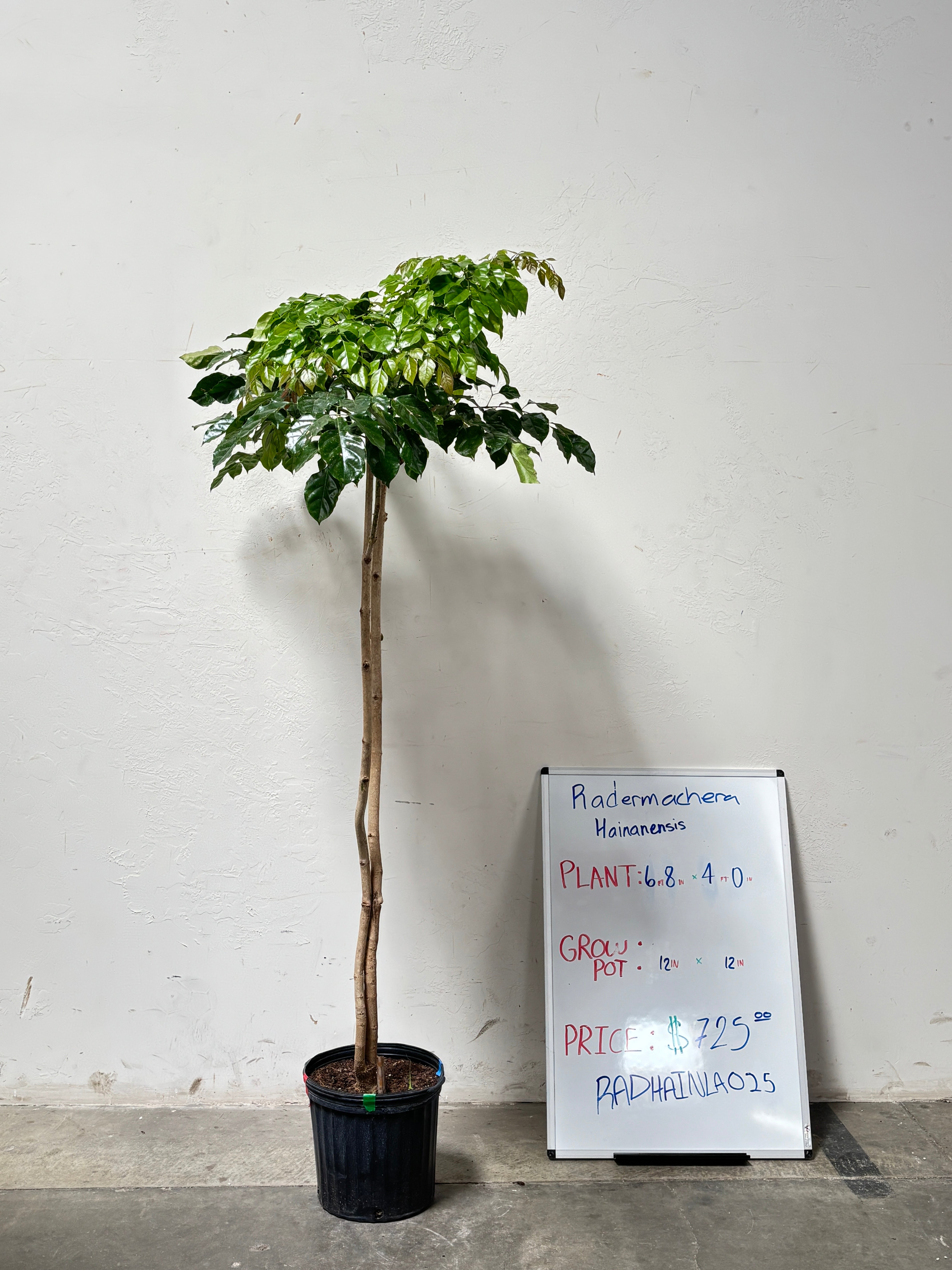 Radermachera Hainanensis RADHAINLA025