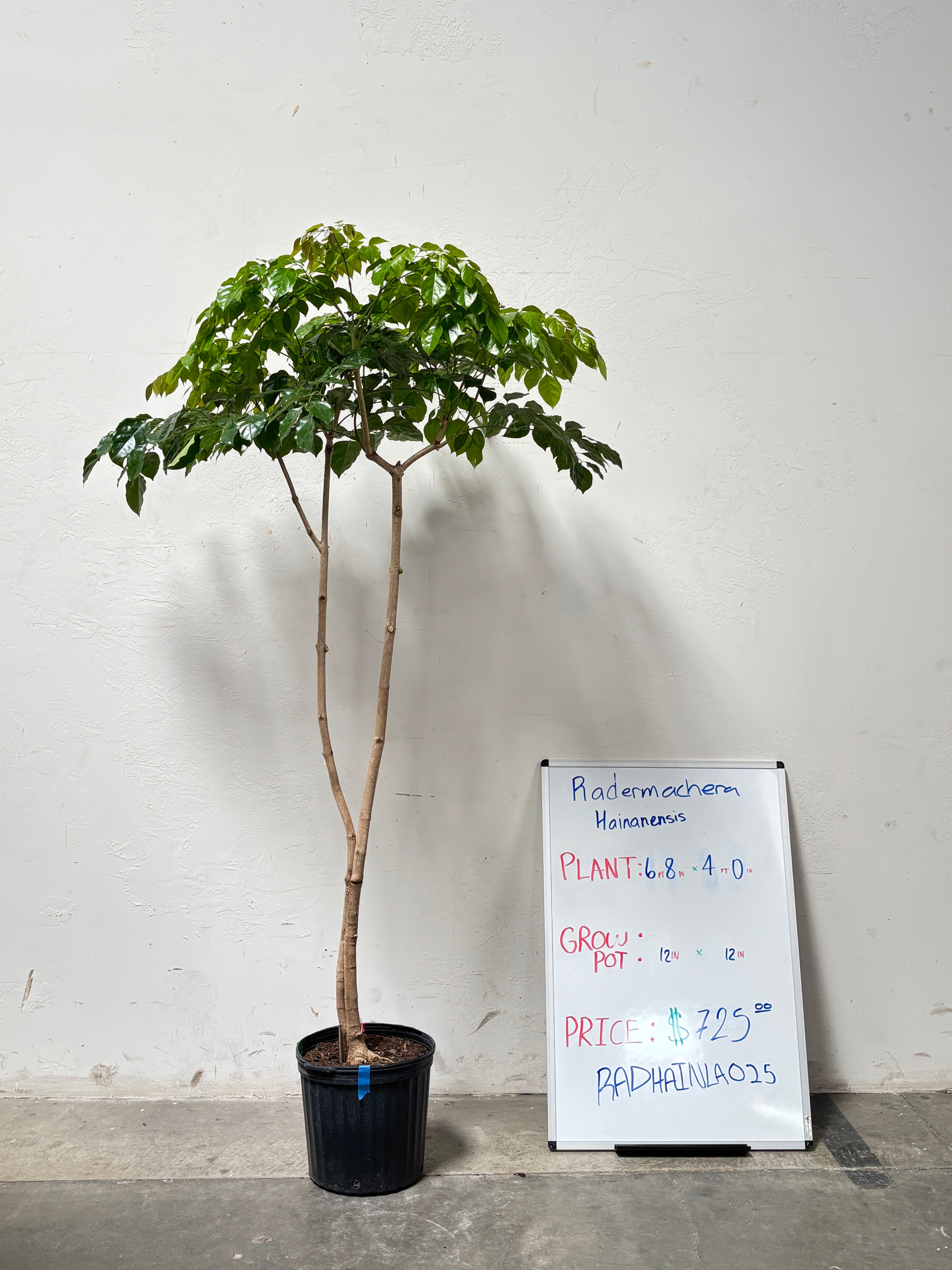 Radermachera Hainanensis RADHAINLA025