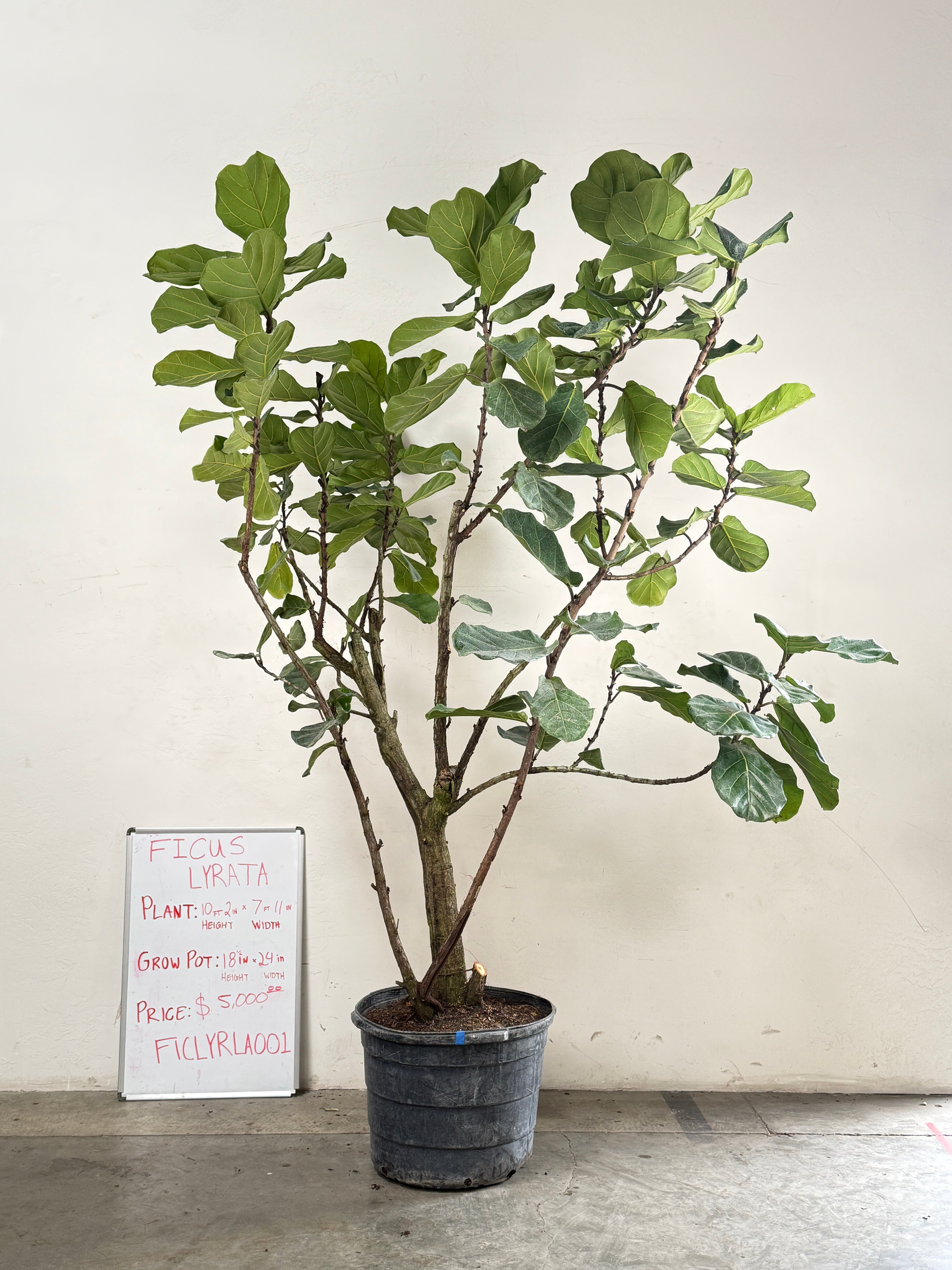 Ficus Lyrata FICLYRLA001