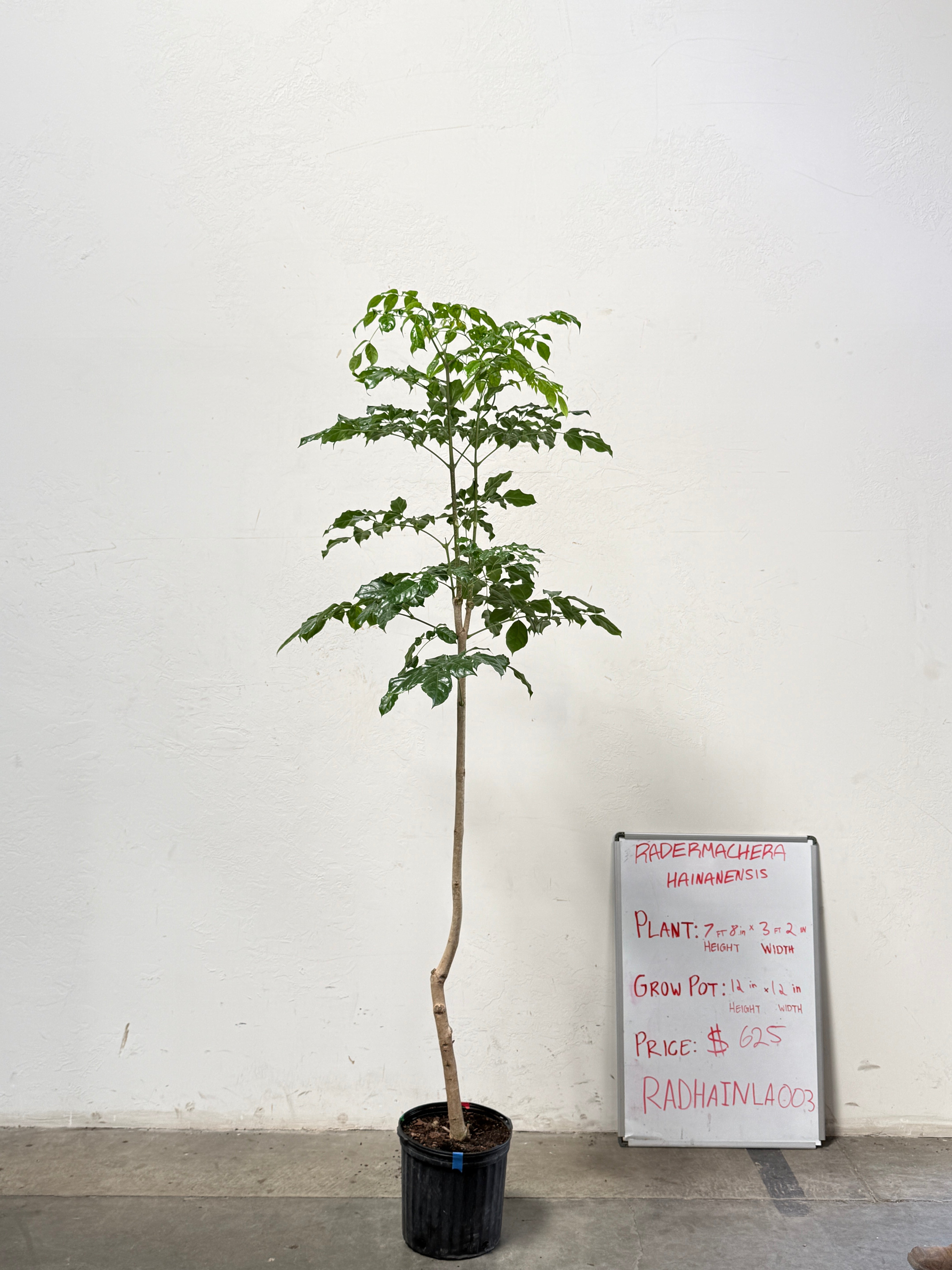 Radermachera Haineanesis RADHAINLA003