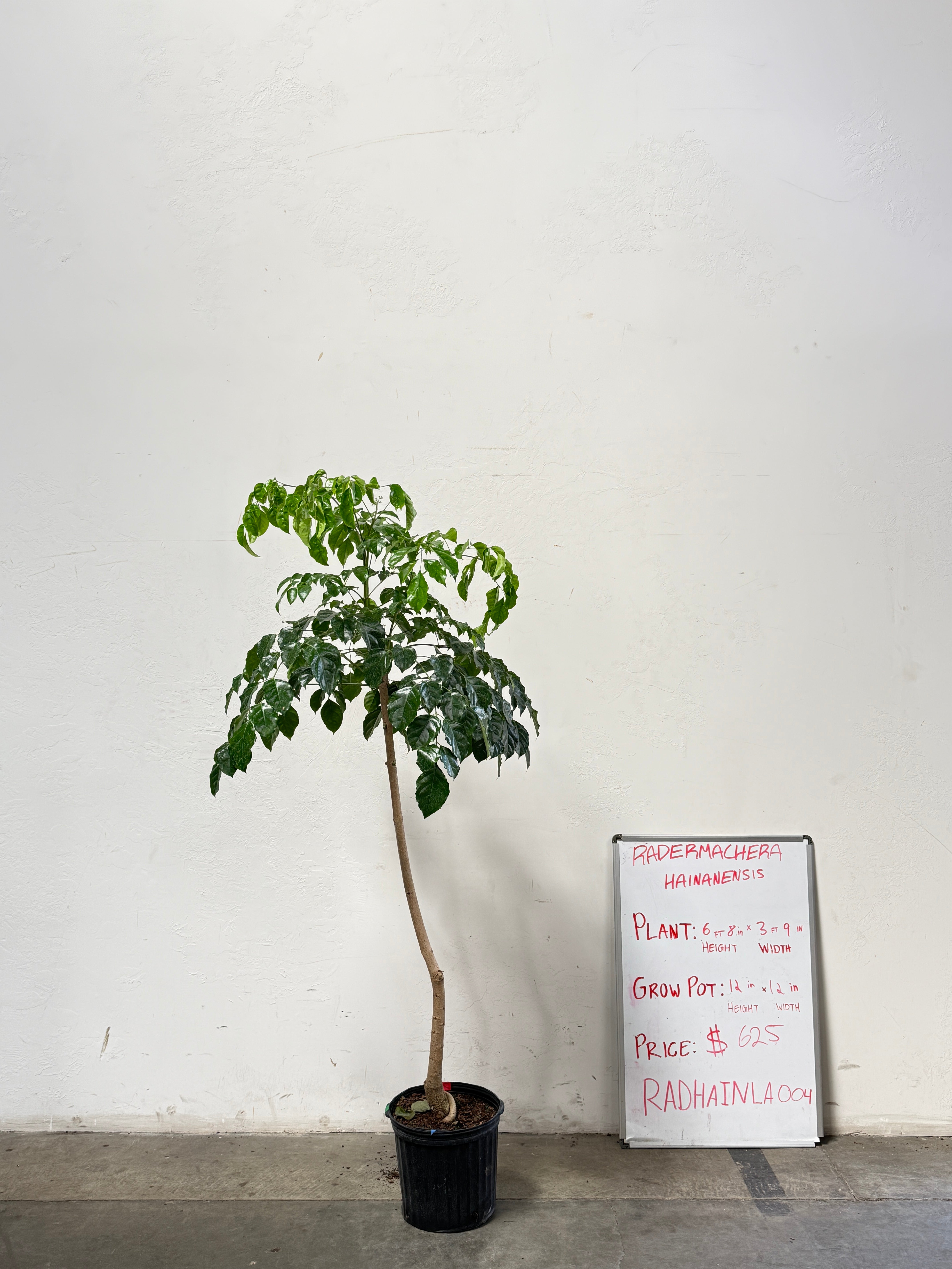 Radermachera Haineanesis RADHAINLA005
