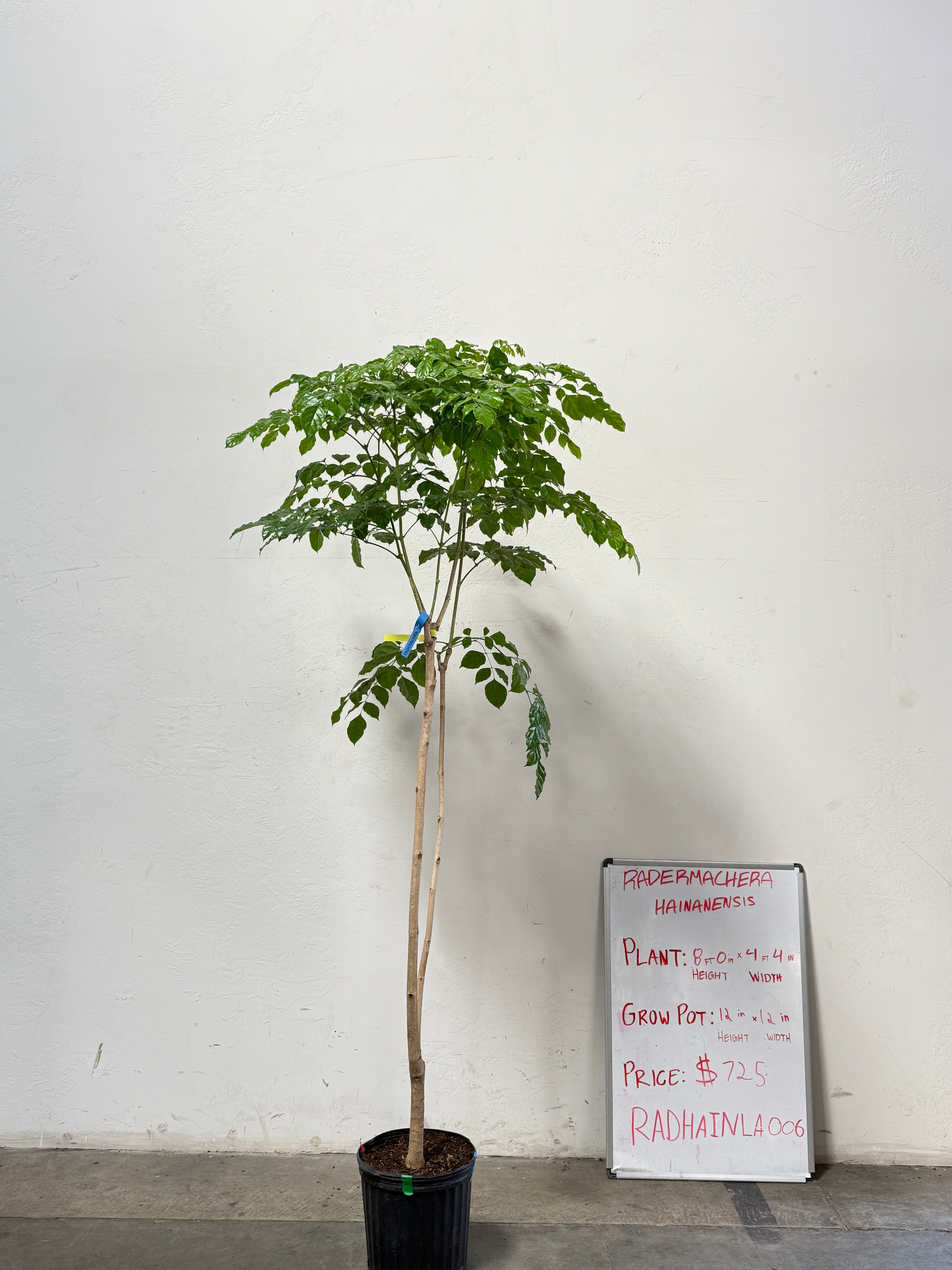 Radermachera Haineanesis RADHAINLA006
