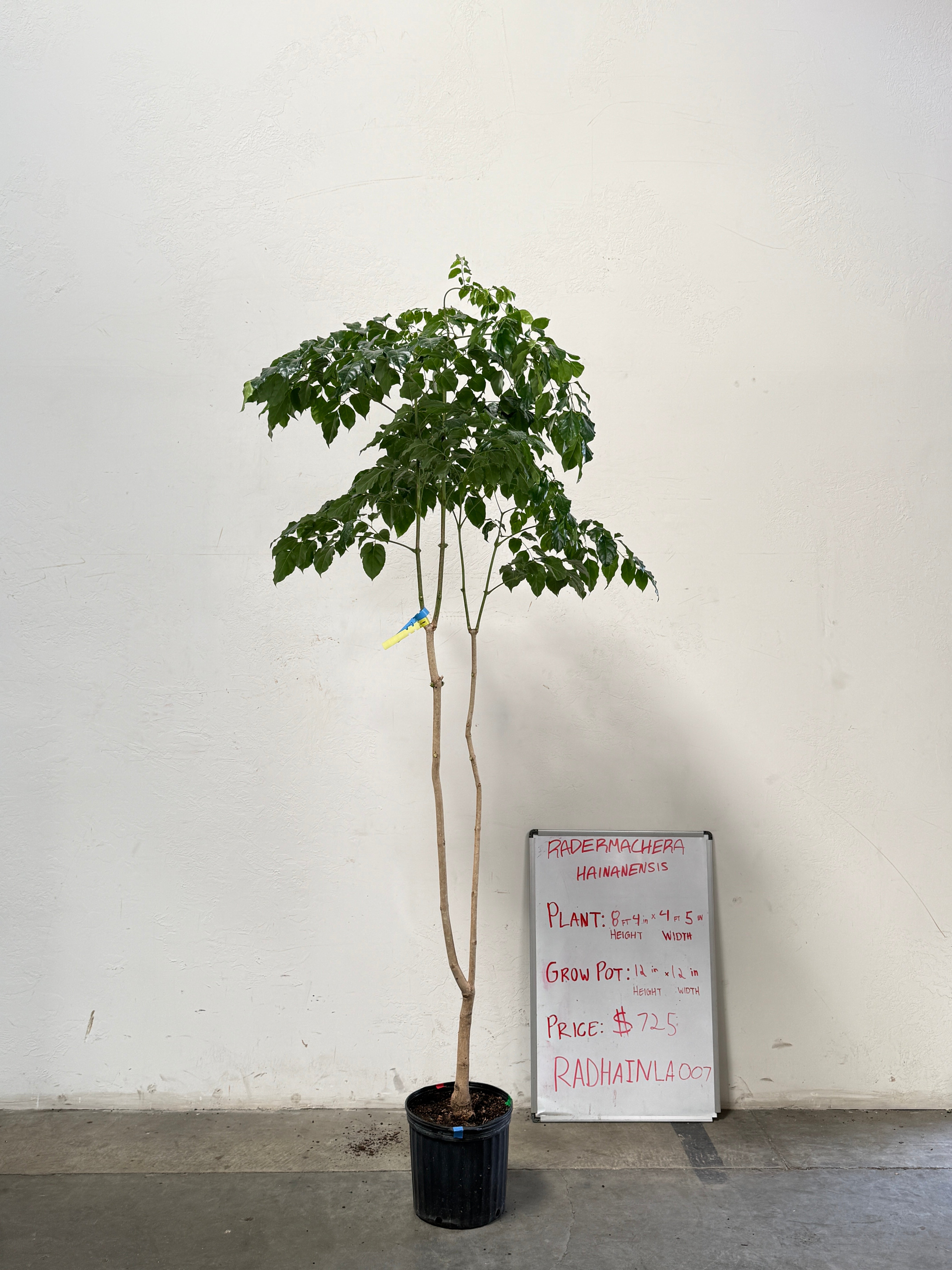 Radermachera Haineanesis RADHAINLA007