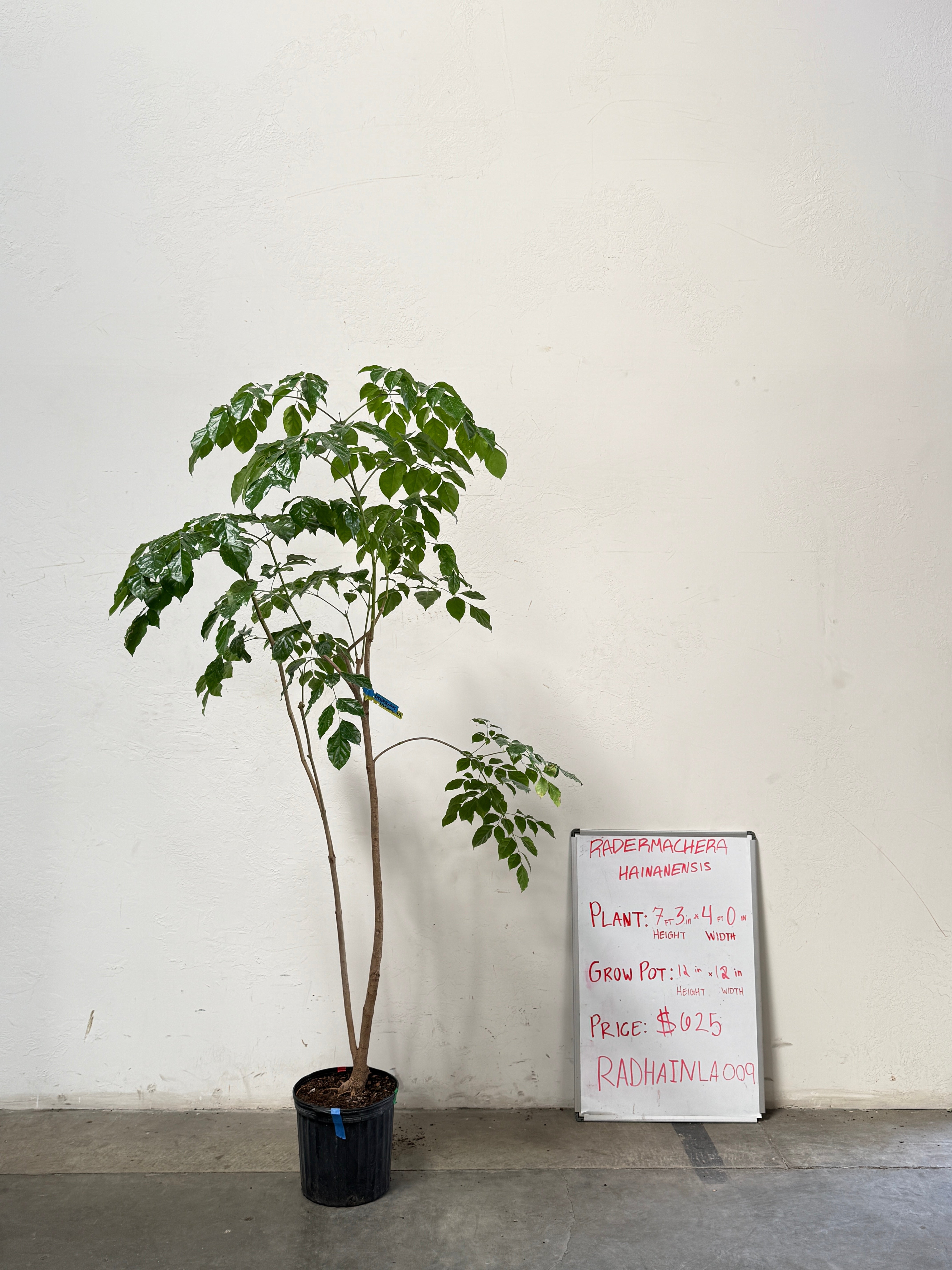 Radermachera Haineanesis RADHAINLA009