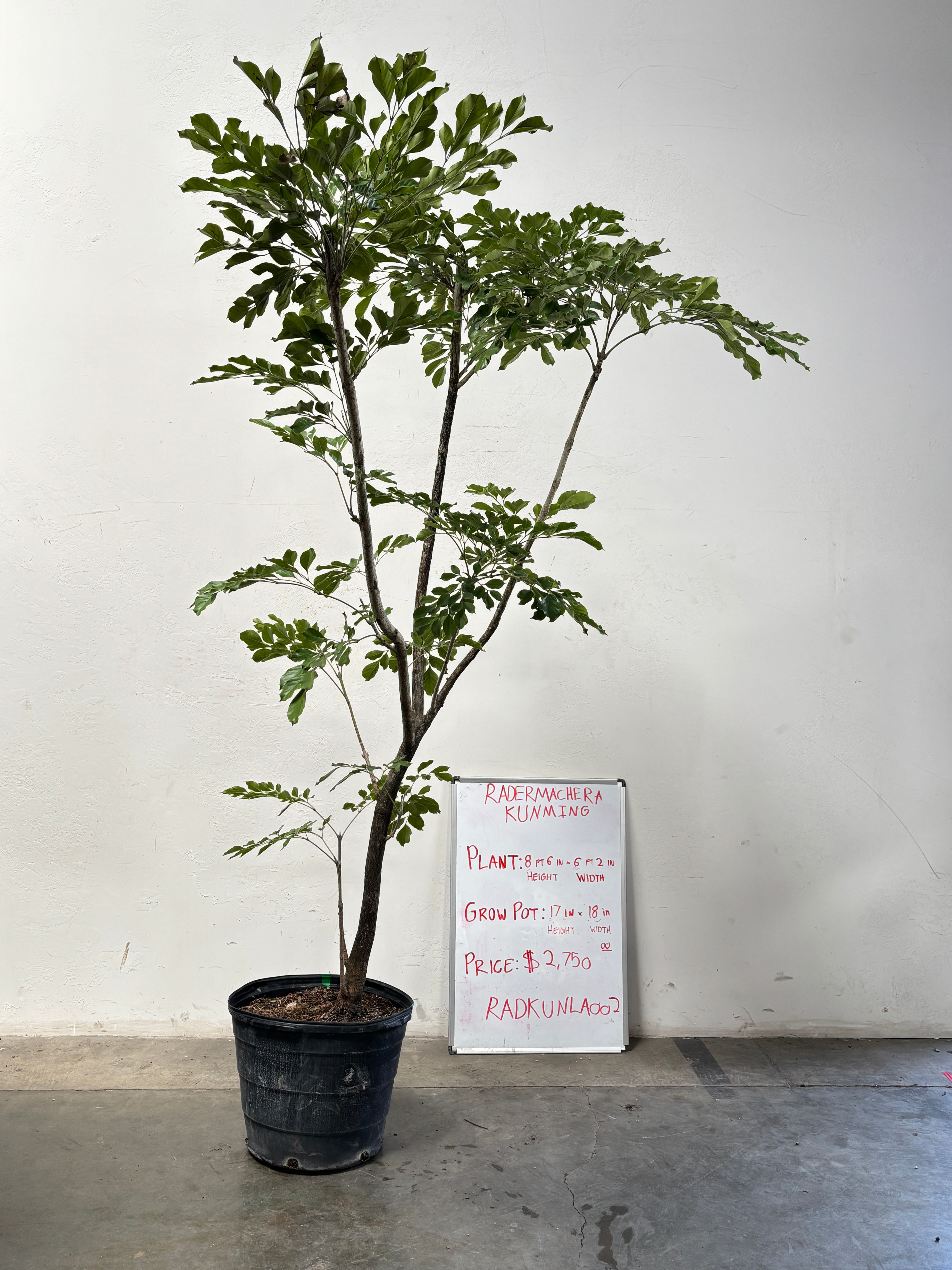 Radermachera Kunming RADKUNLA002