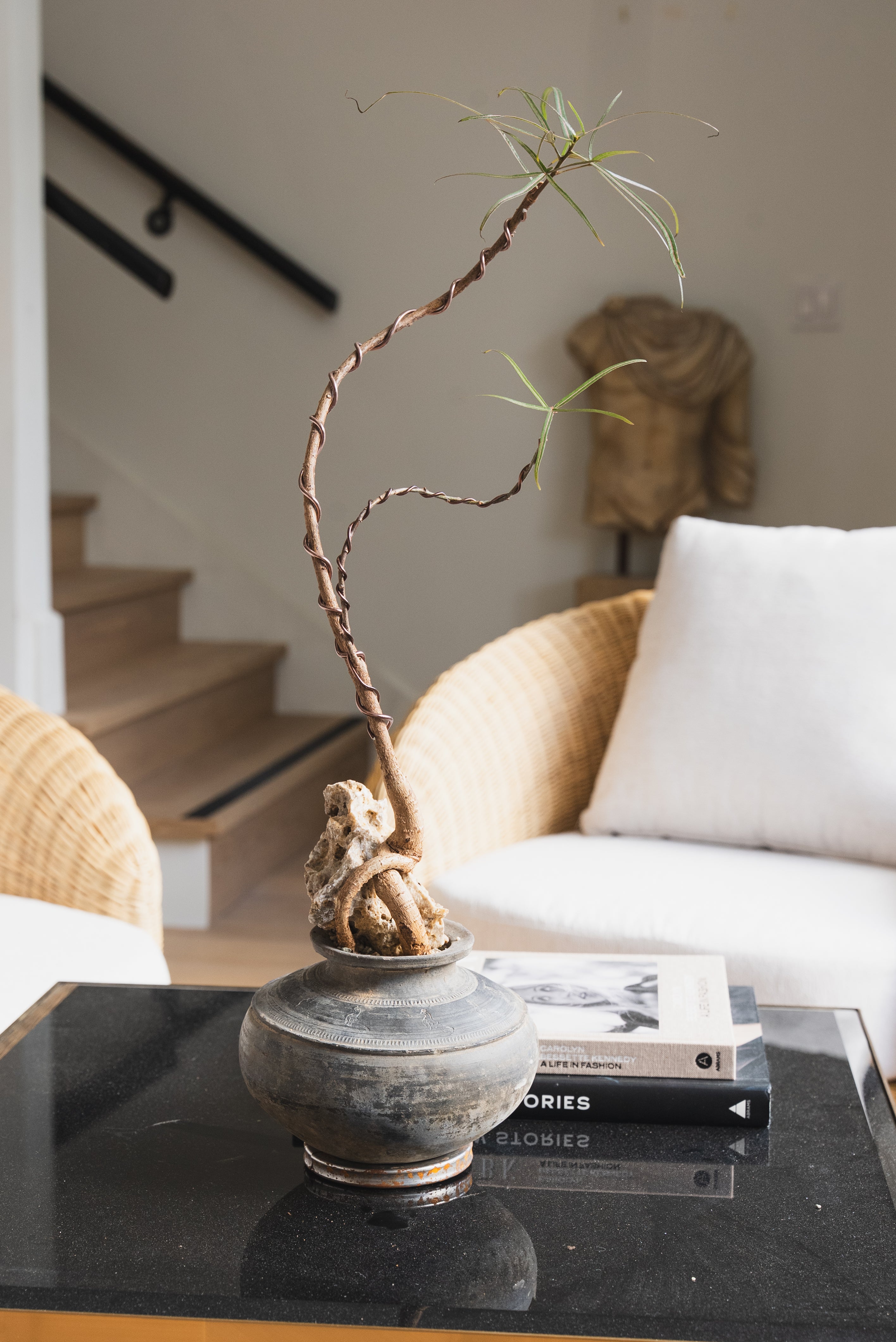 Queensland Bottle Tree + Indonesian Planter