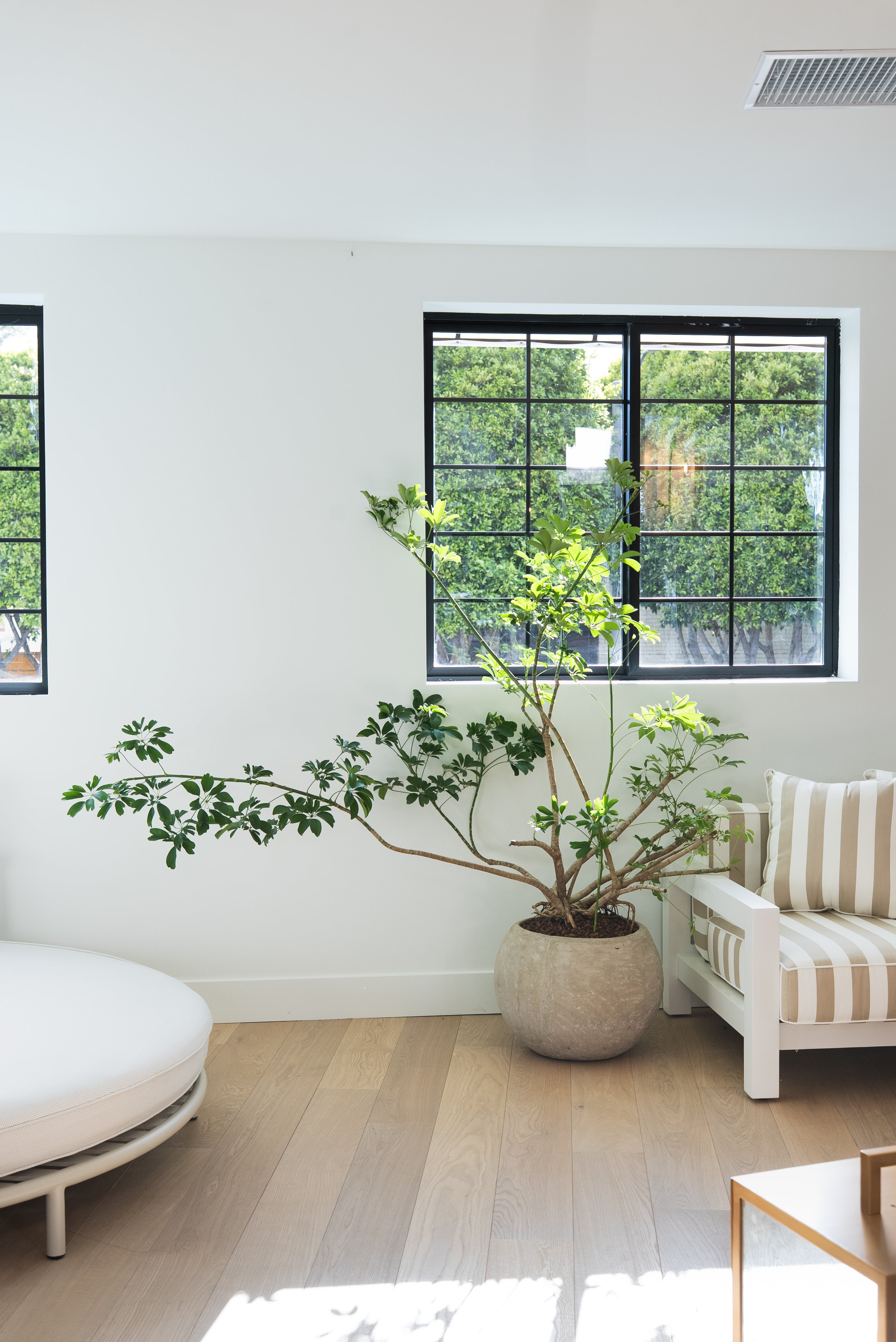 Umbrella Tree + Concrete Sphere Planter