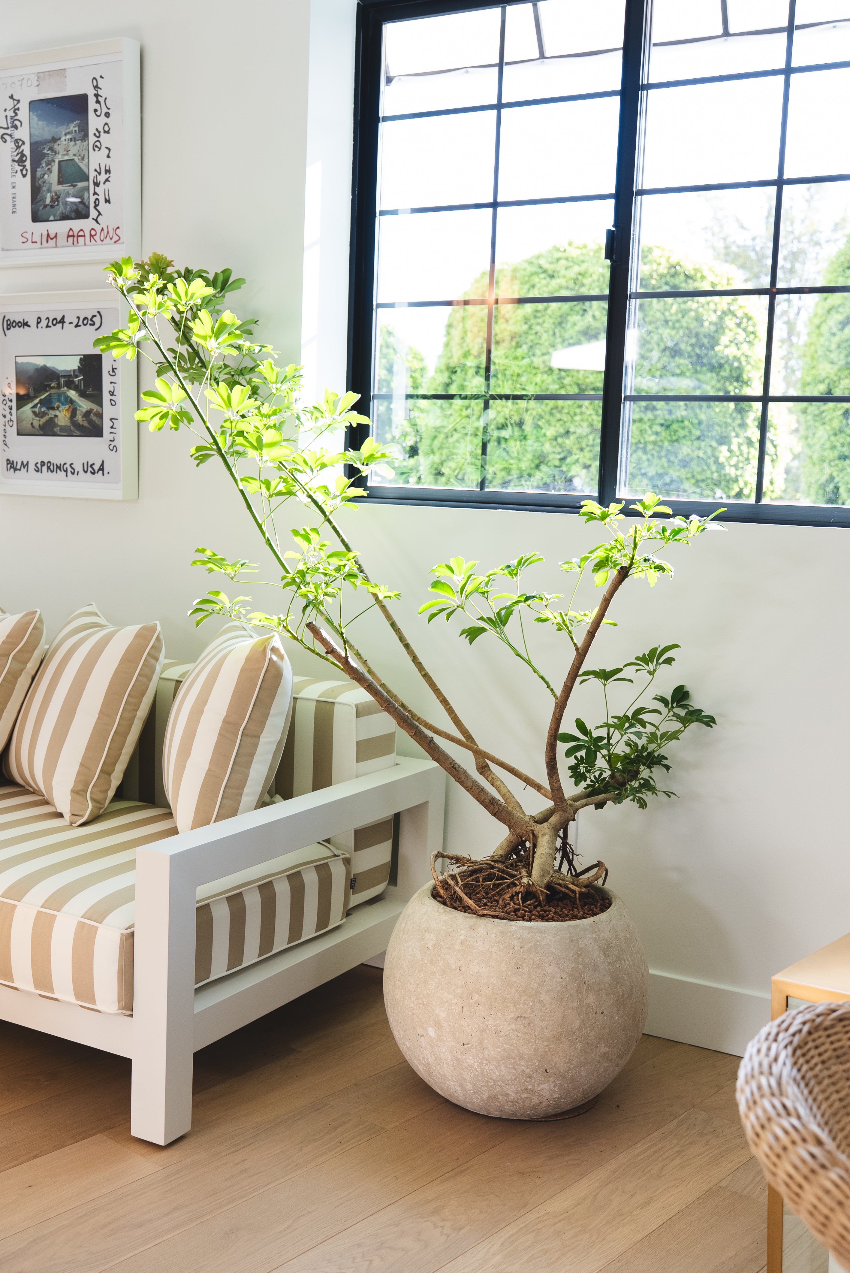 Umbrella Tree + Concrete Sphere Planter