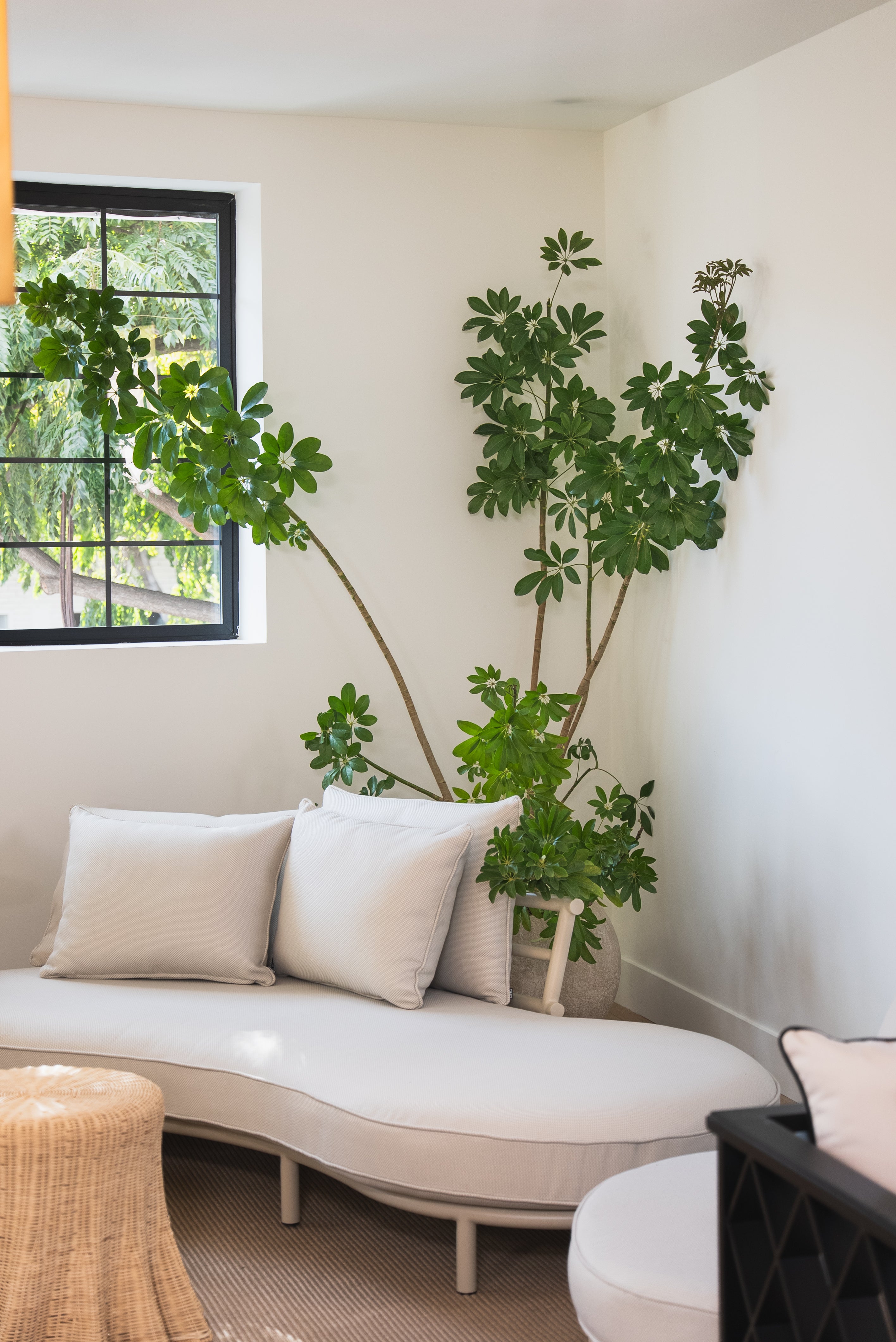 Large Umbrella Tree + Concrete Sphere Planter