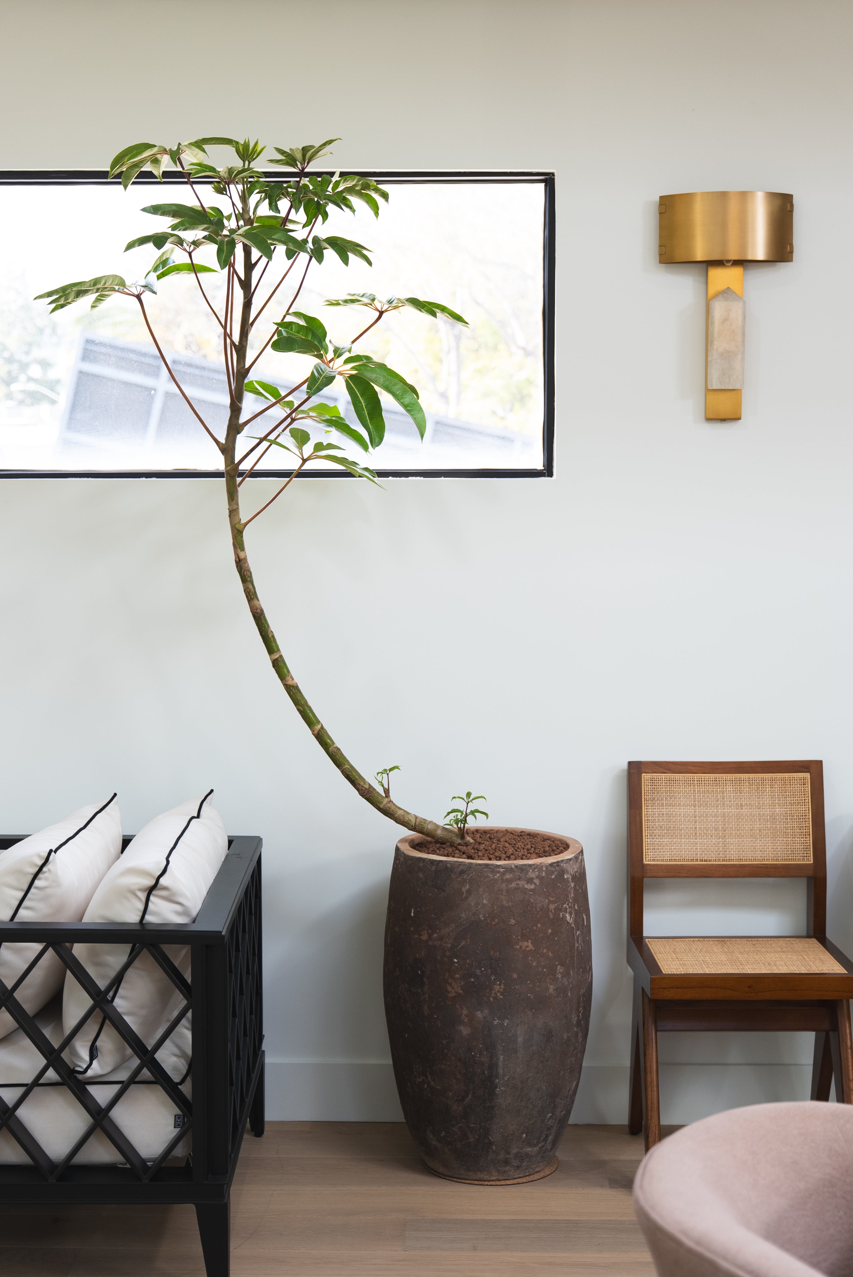 Tupidanthus + Tall Vietnamese Planter