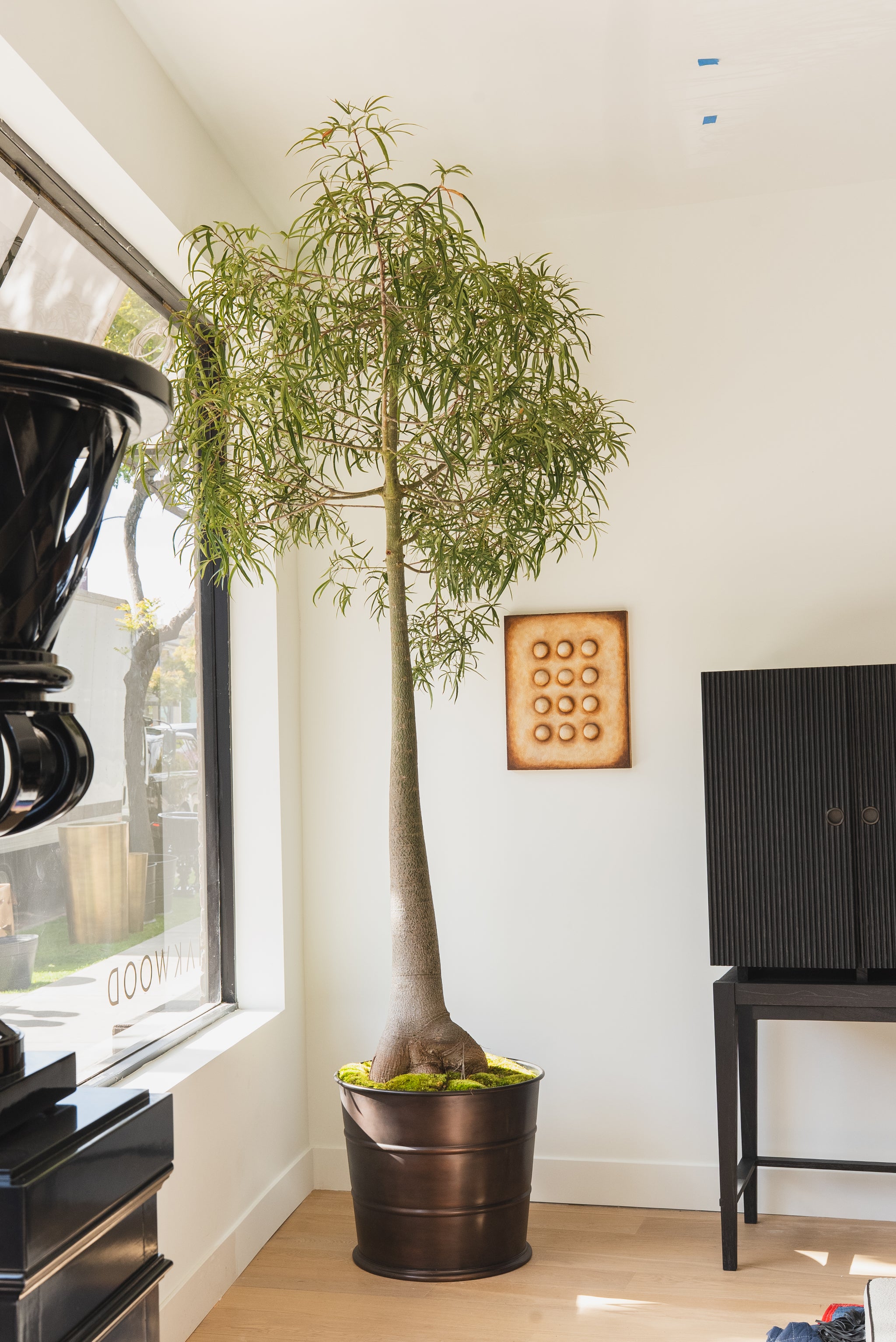 indoor bottle plants Queensland Bottle Tree Specimen + Planter Hortus