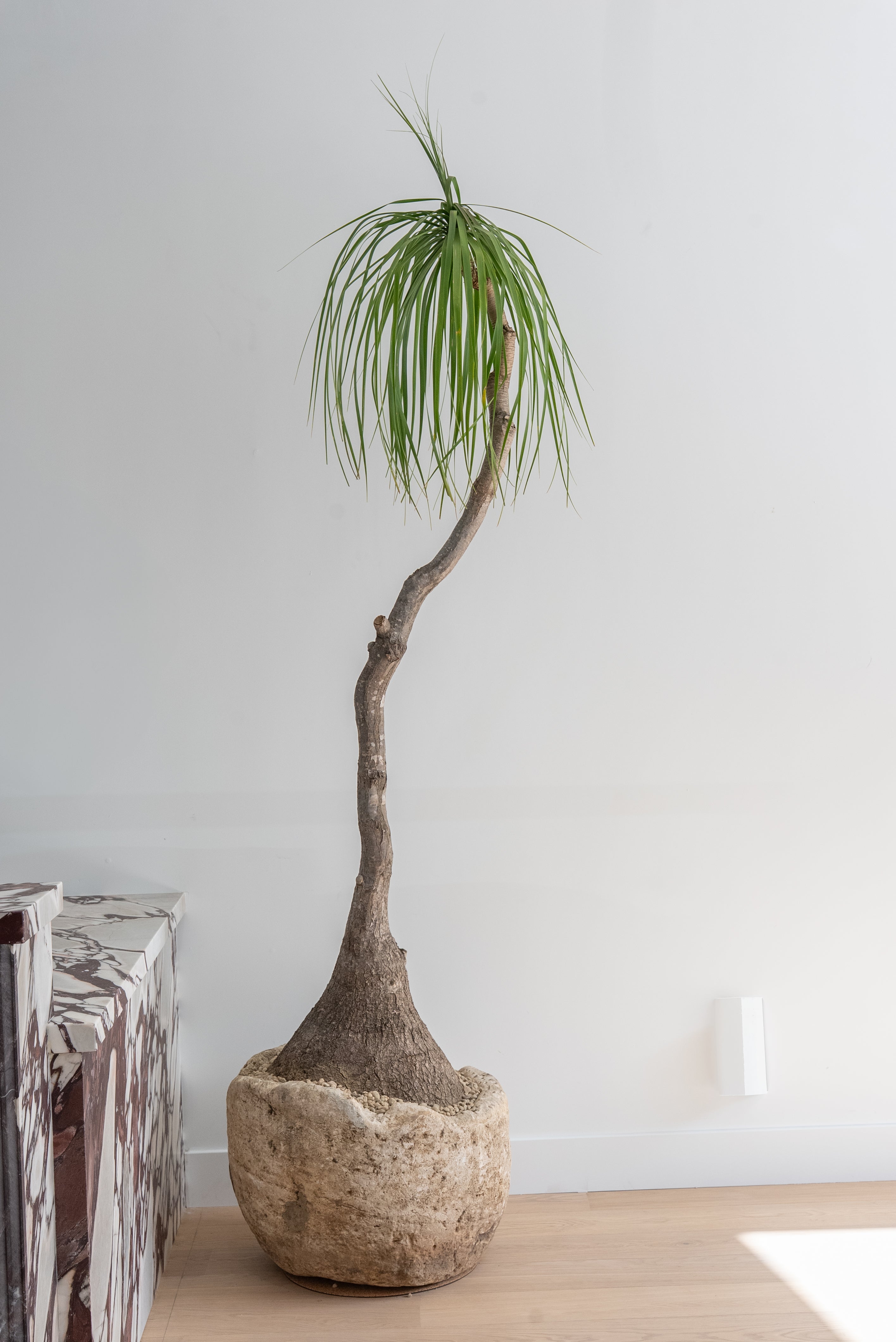 Ponytail Palm + Vintage Limestone Planter