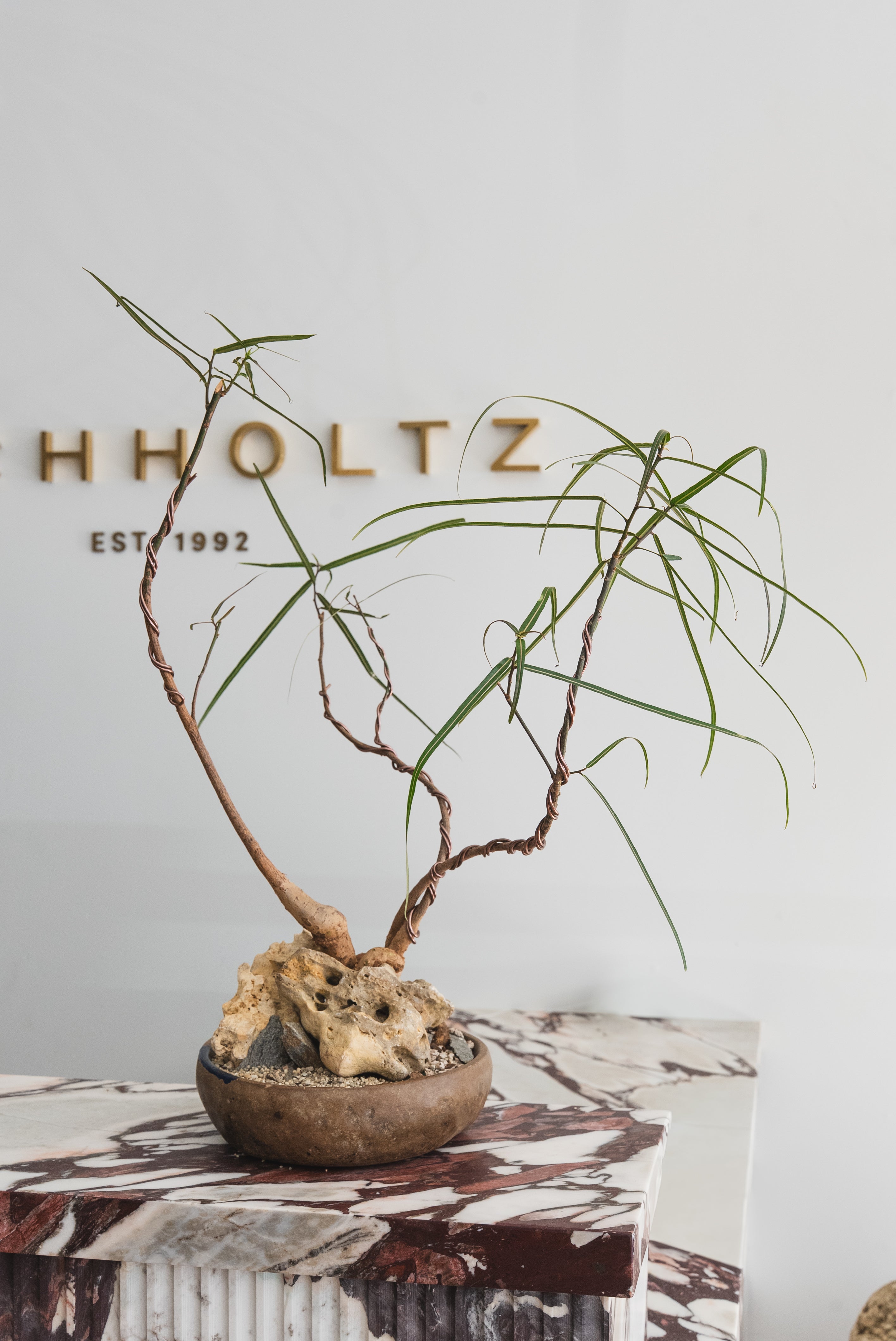 Queensland Bottle Tree Forest + Kundi Stone Planter