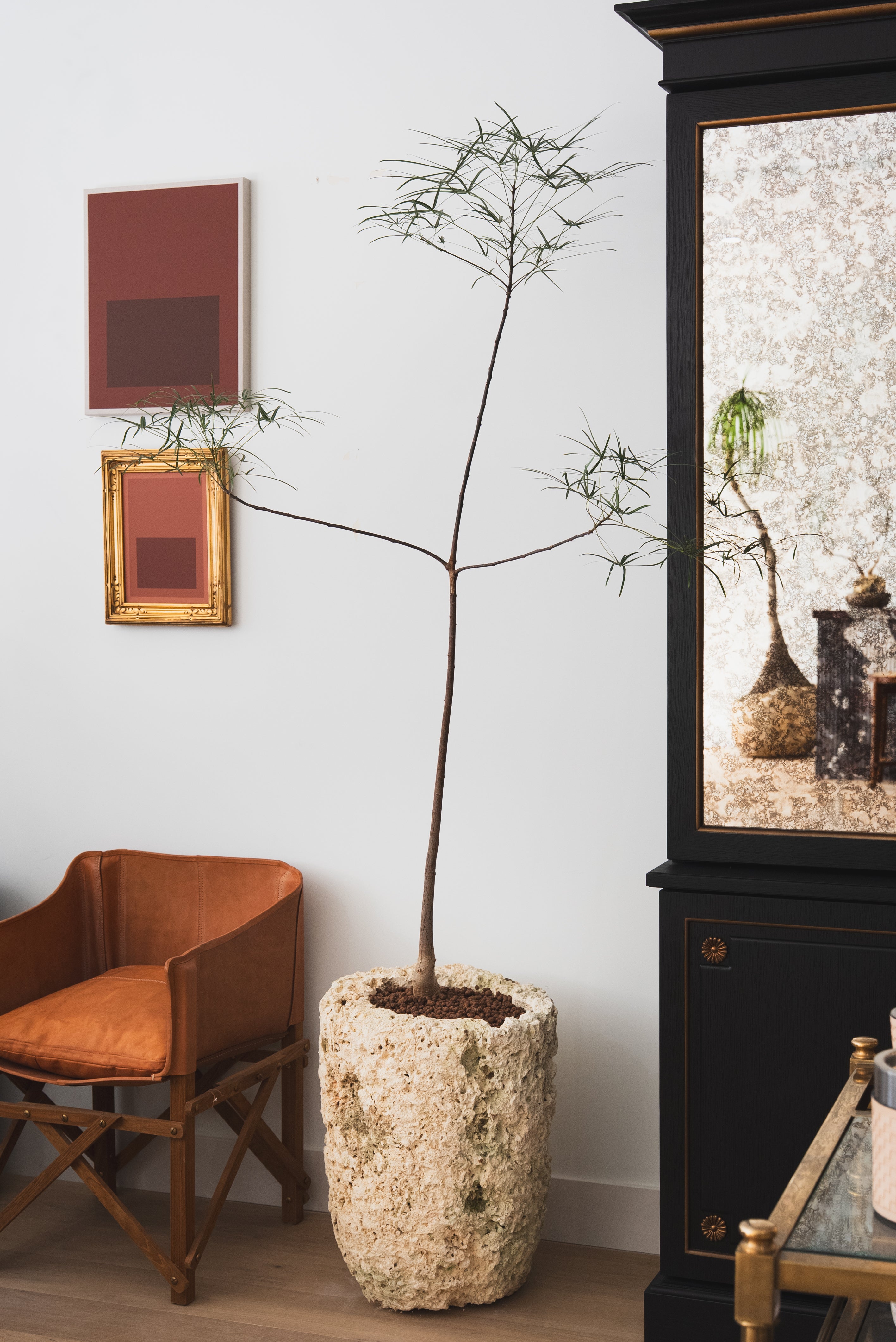 Queensland Bottle Tree + Coral Stone Planter