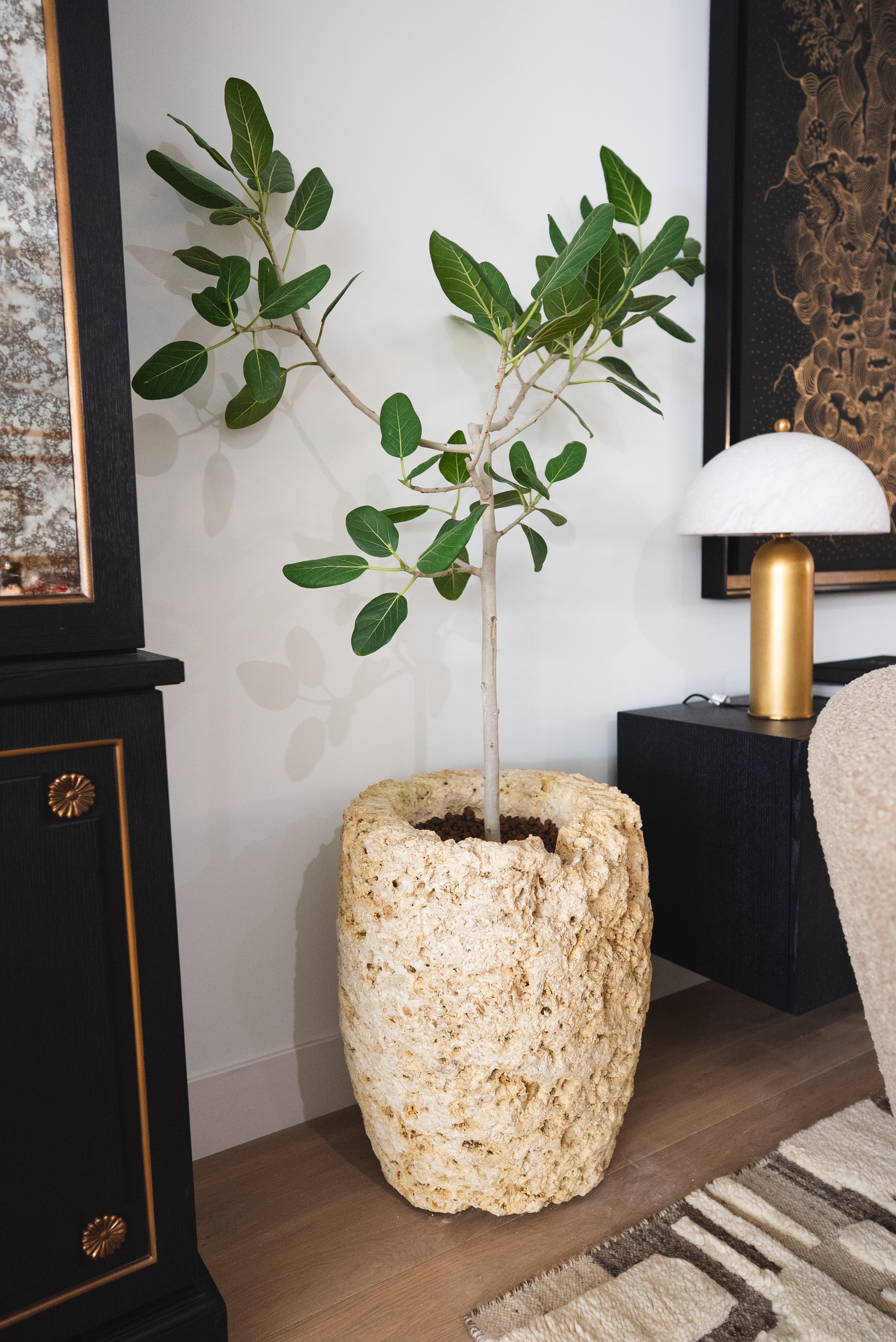Ficus Audrey + Coral Stone Planter