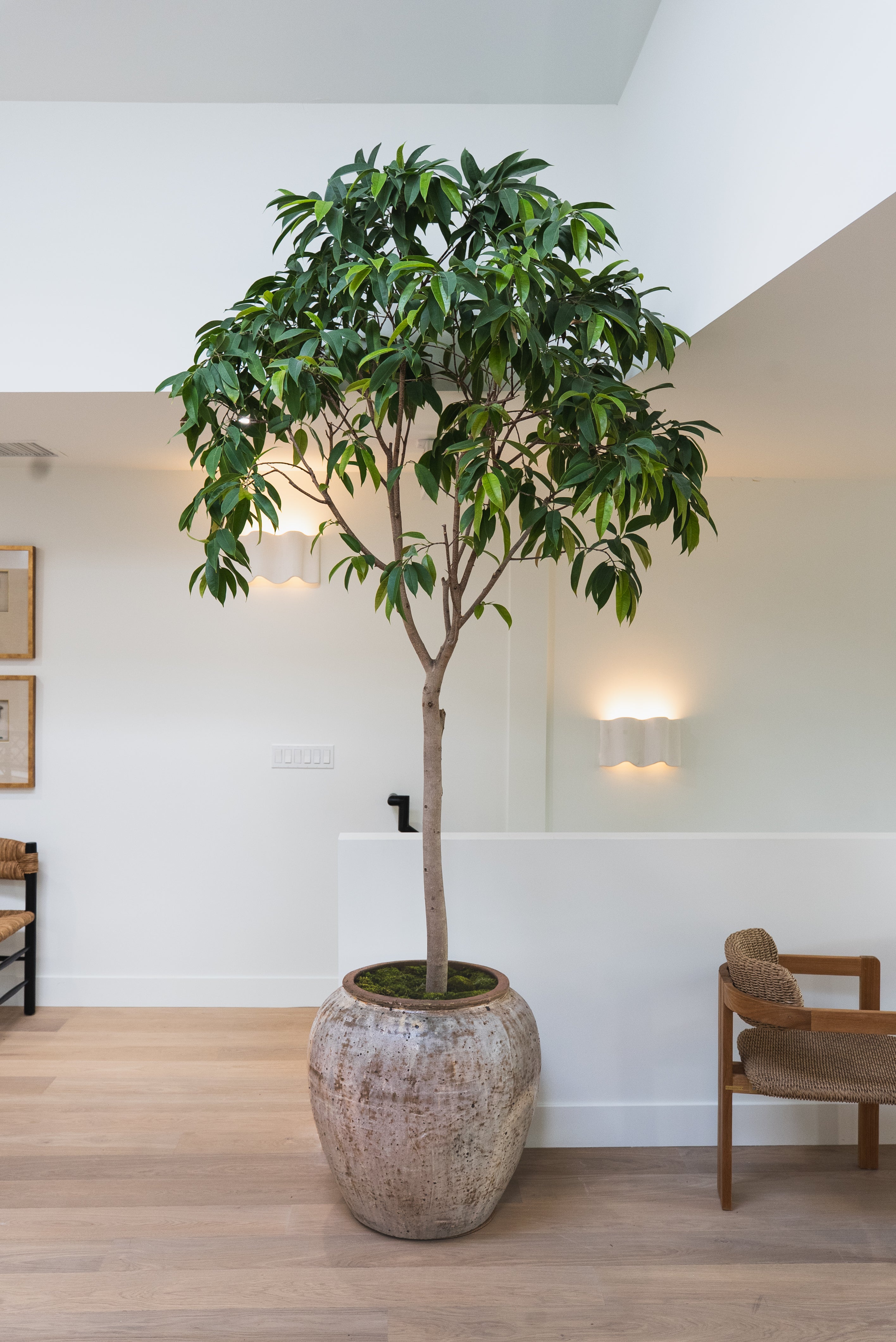 Ficus Amstel King + Vintage Vietnamese Planter