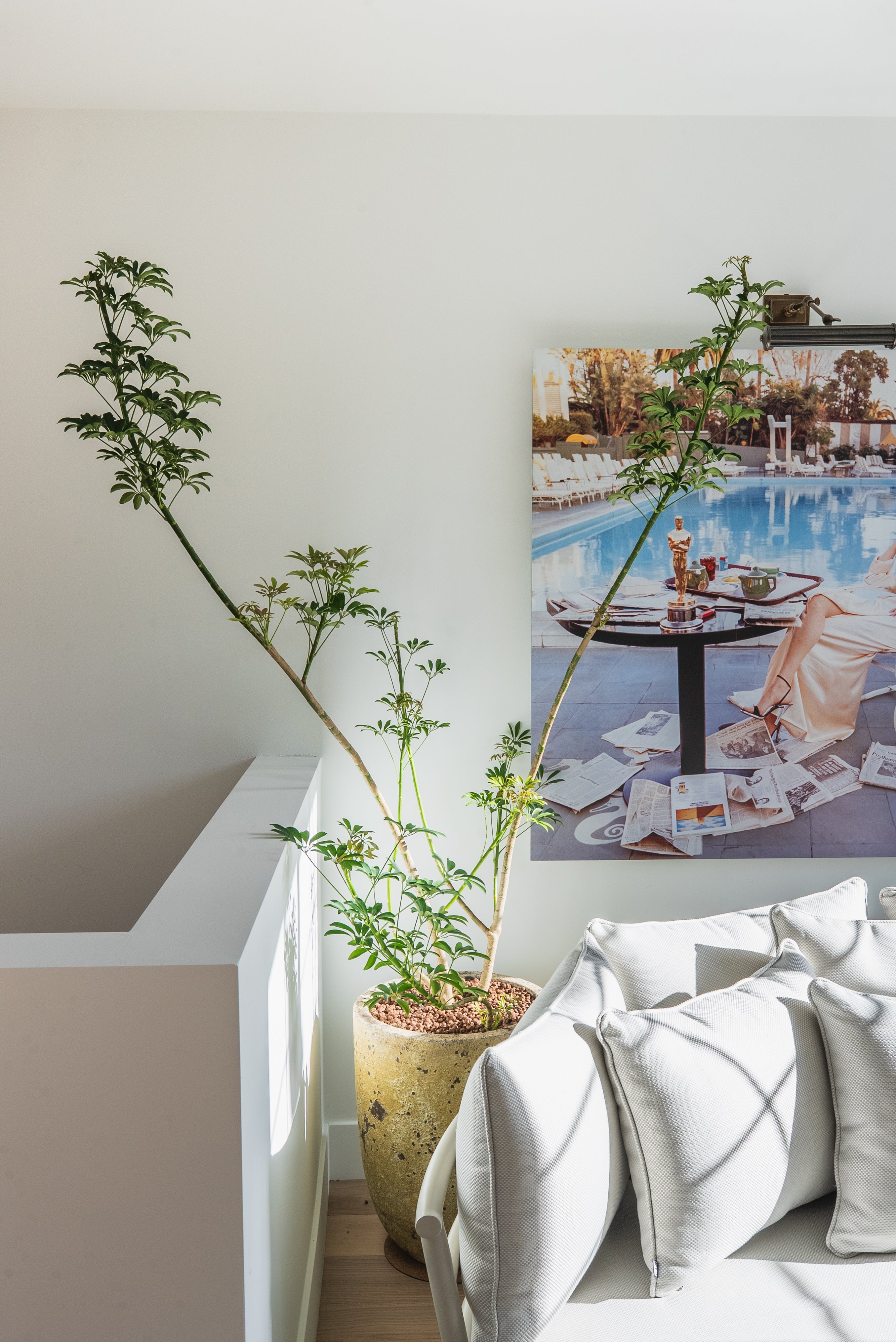 Umbrella Tree + Aged Vietnamese Planter